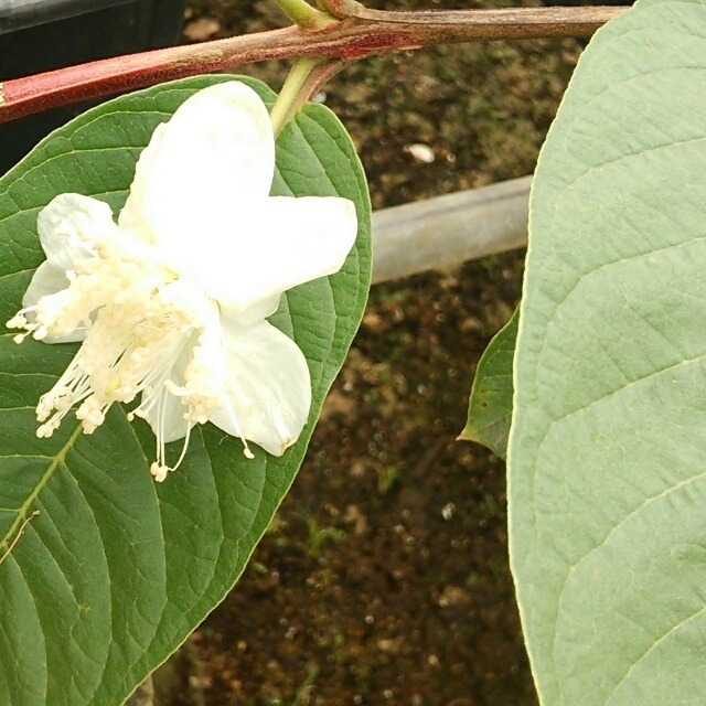 大実グアバ５寸ポット苗 Hanazukin 花ずきん 農家直送の花苗 シンビジュームの花束