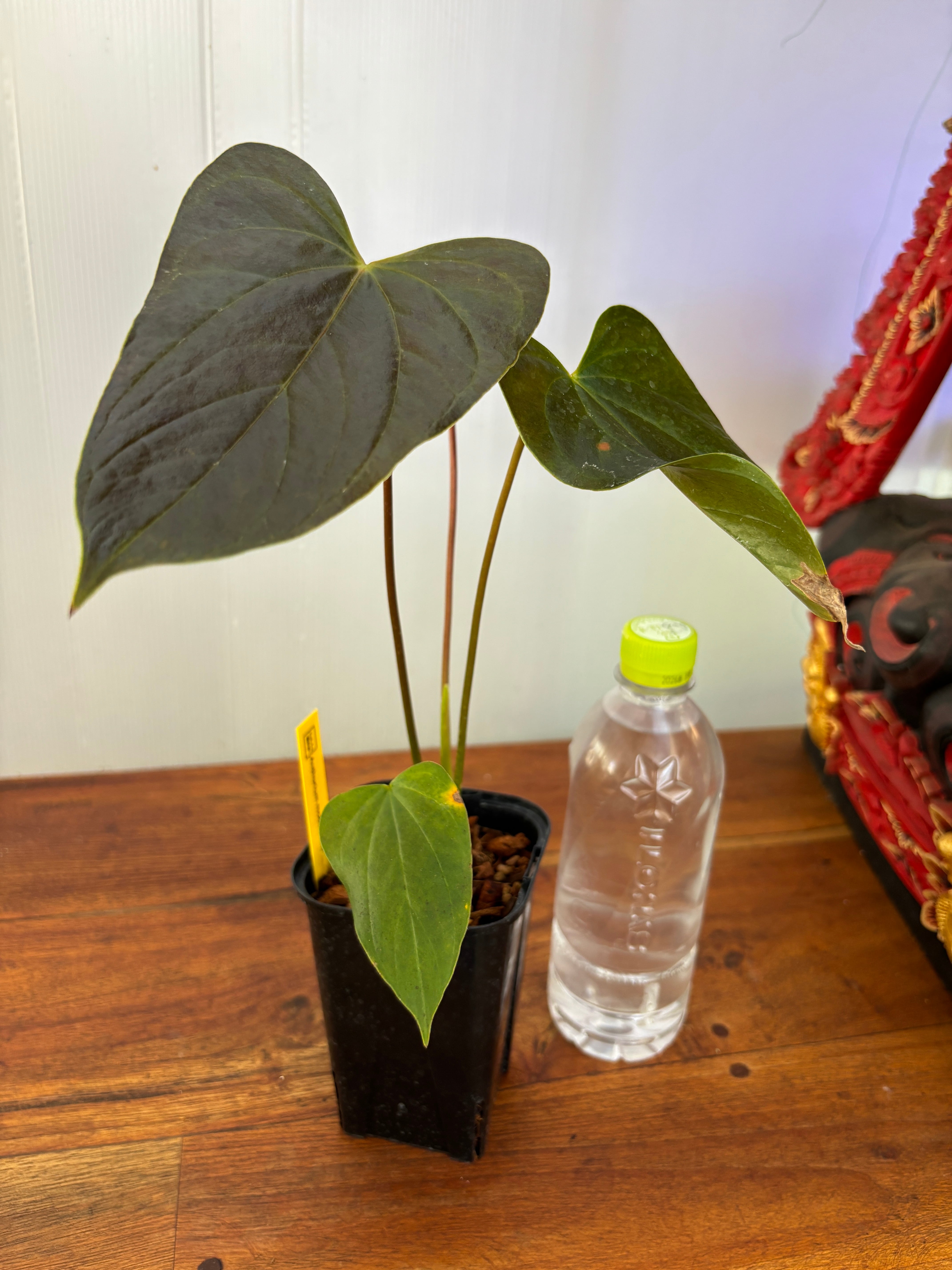 Anthurium | BALI-AN 園芸