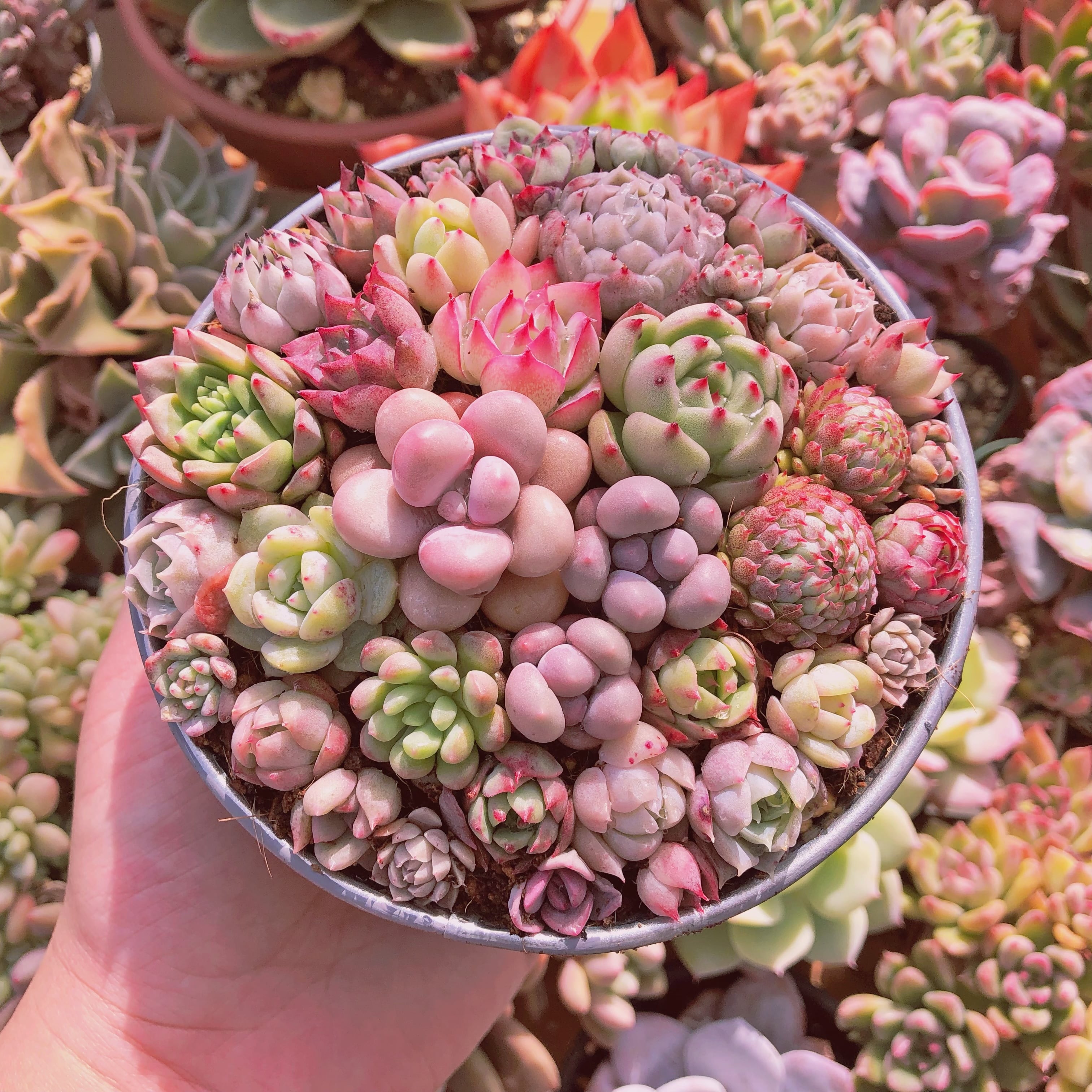 寄せ植え用セット るる農園 | るる農園~多肉植物専門