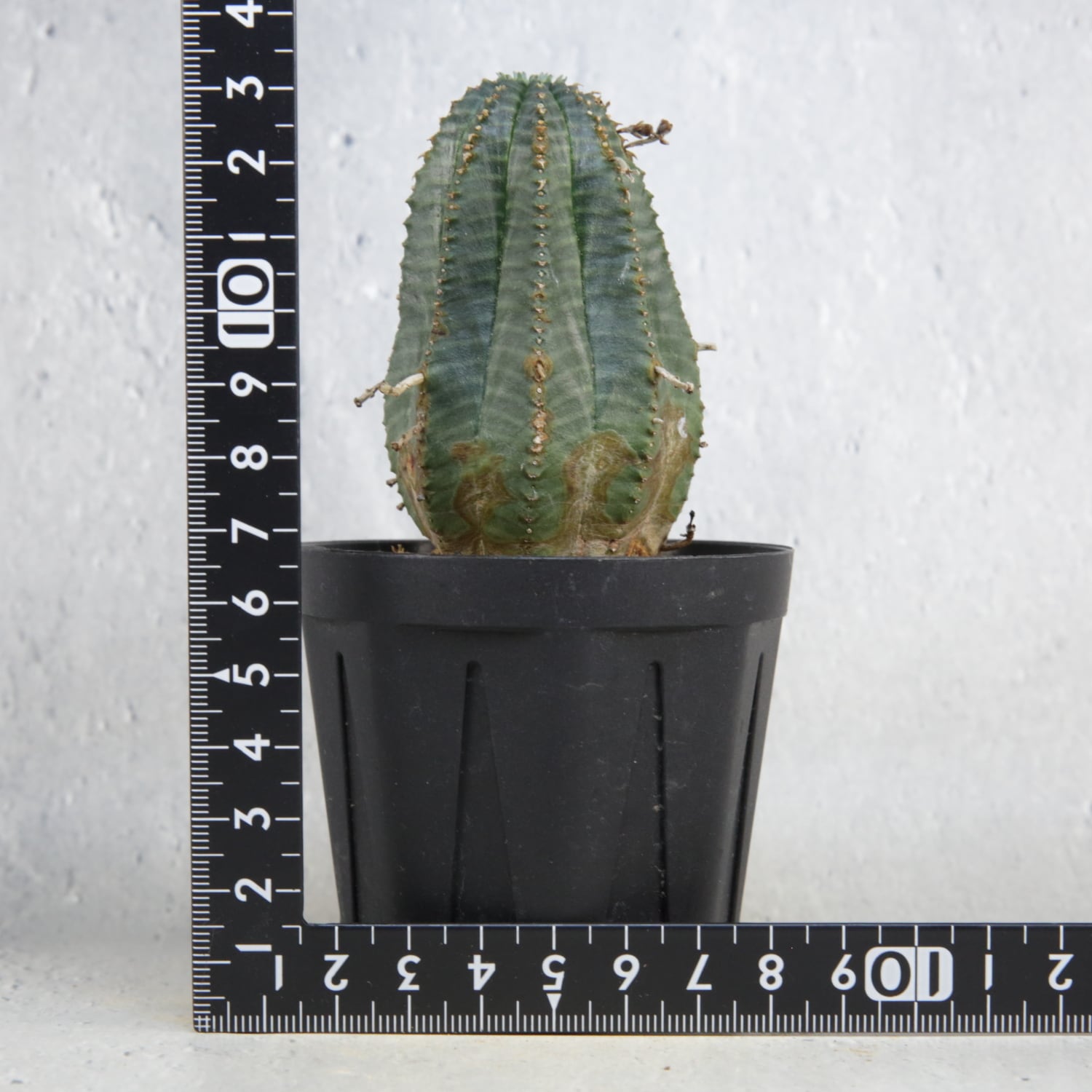 ユーフォルビアオベサ５セット 種子】ユーフォルビア・オベサ 5s Euphorbia obesa(南アフリカ産