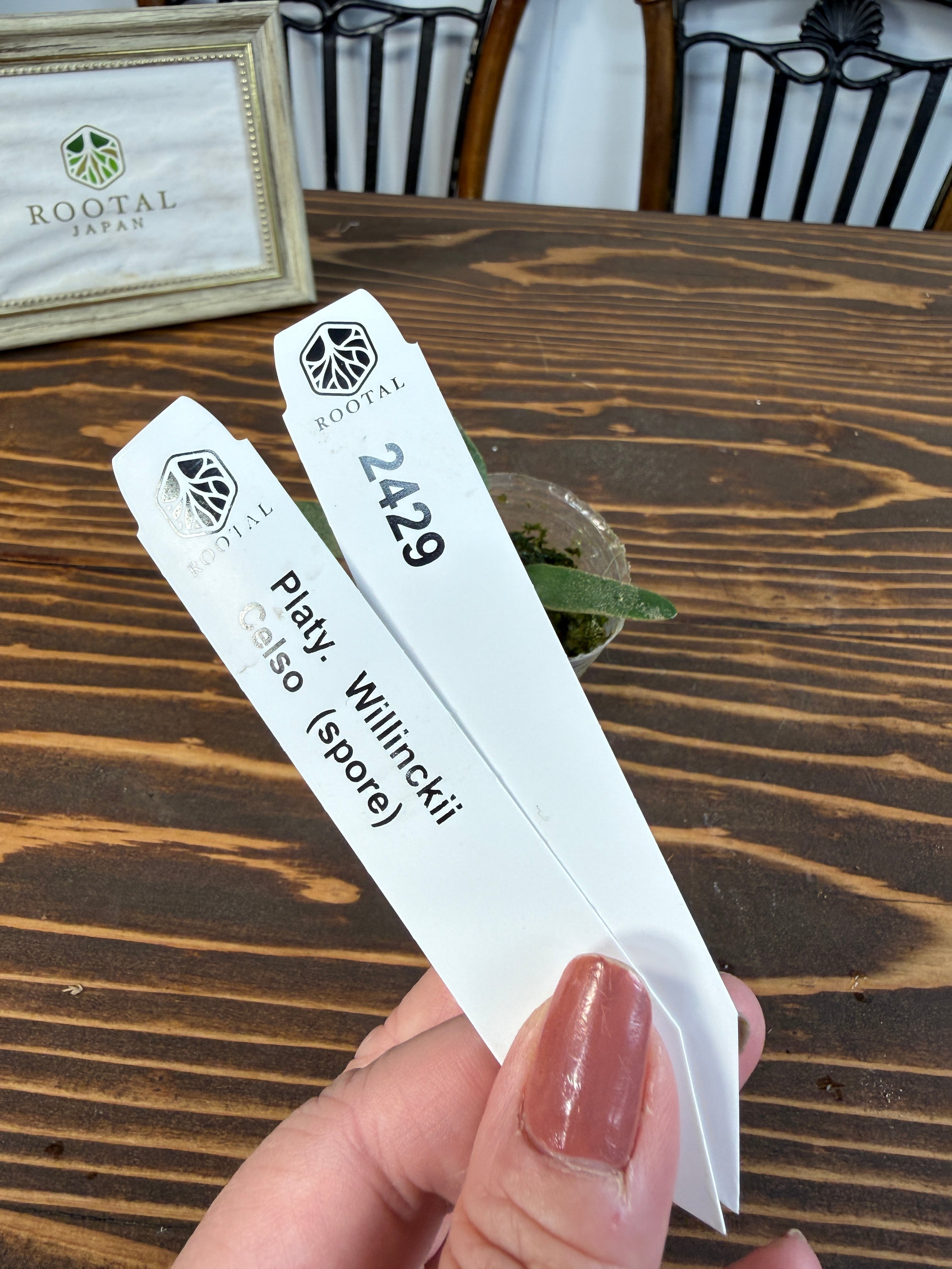 ★2429【繊細な分岐へ】ビカクシダ ウィリンキーセルソspore(2号ポット)