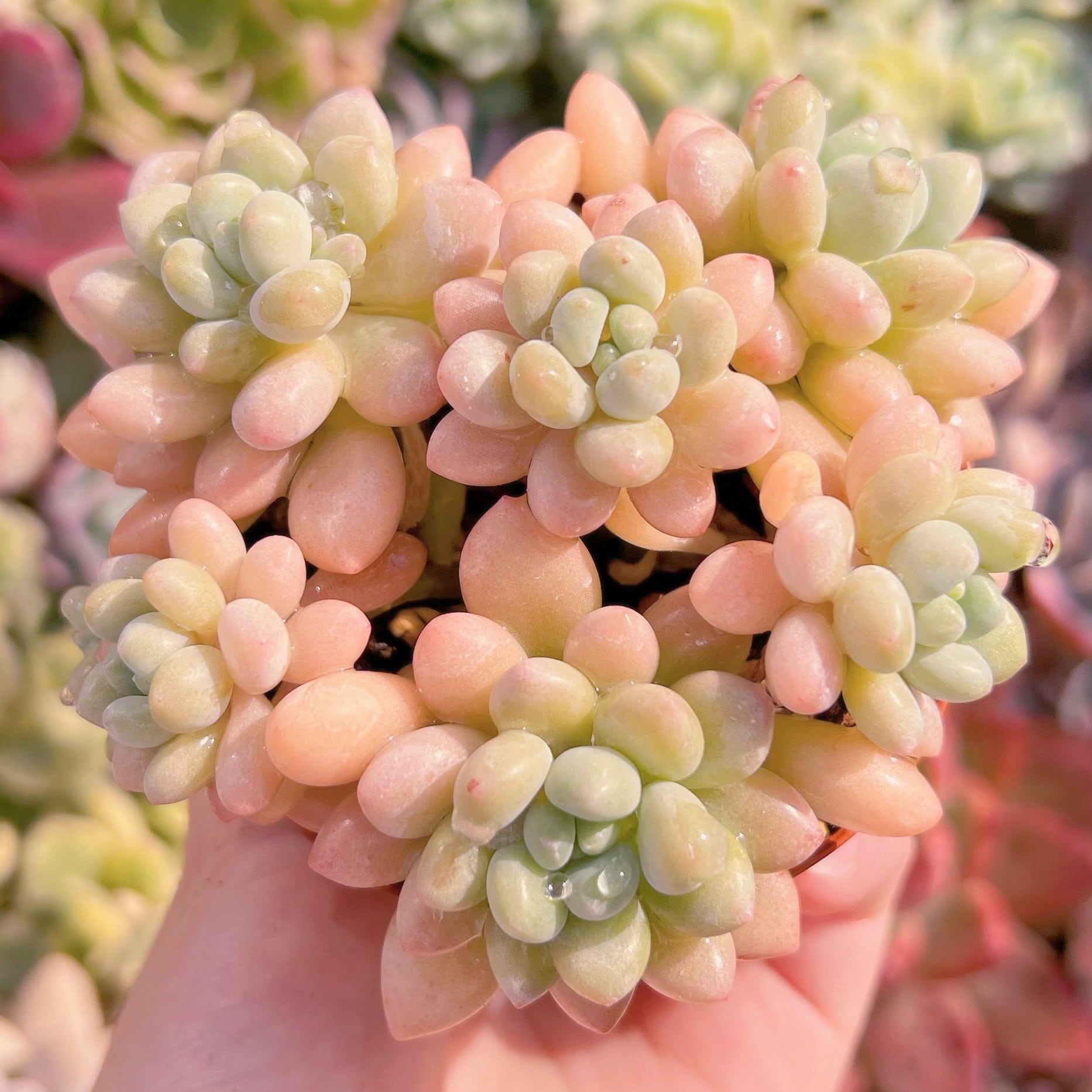 現品　Daphne#1007　群生　新入荷　るる農園