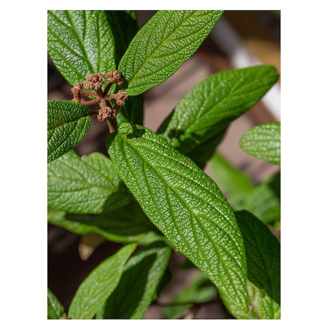 Viburnum rhytidophyllum