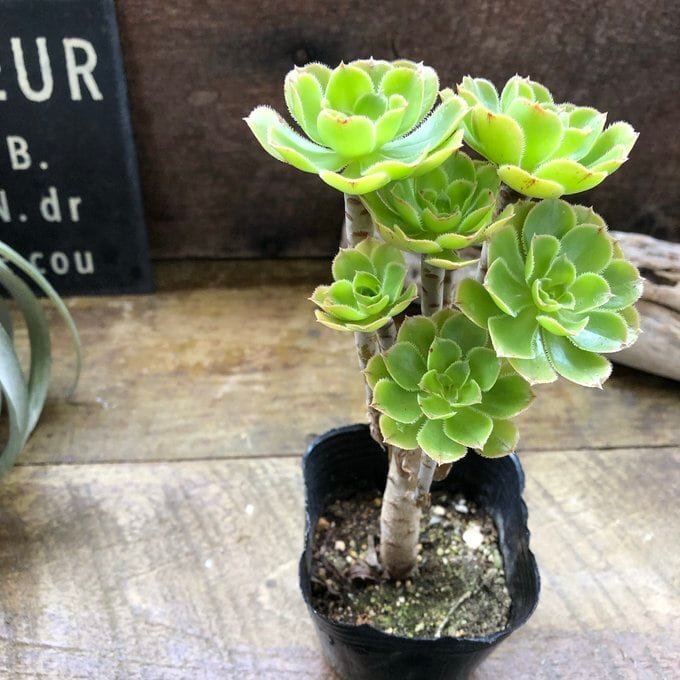 緑法師 立派 ユニークな多肉植物 黒法師 | 植物の店ベリー