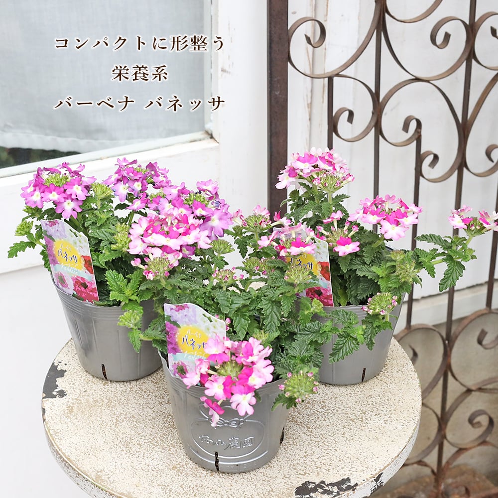 はなはな 5-6サイズ 値下げSALE 花苗 栄養系 バーベナ バネッサ コンパクト バイカラー