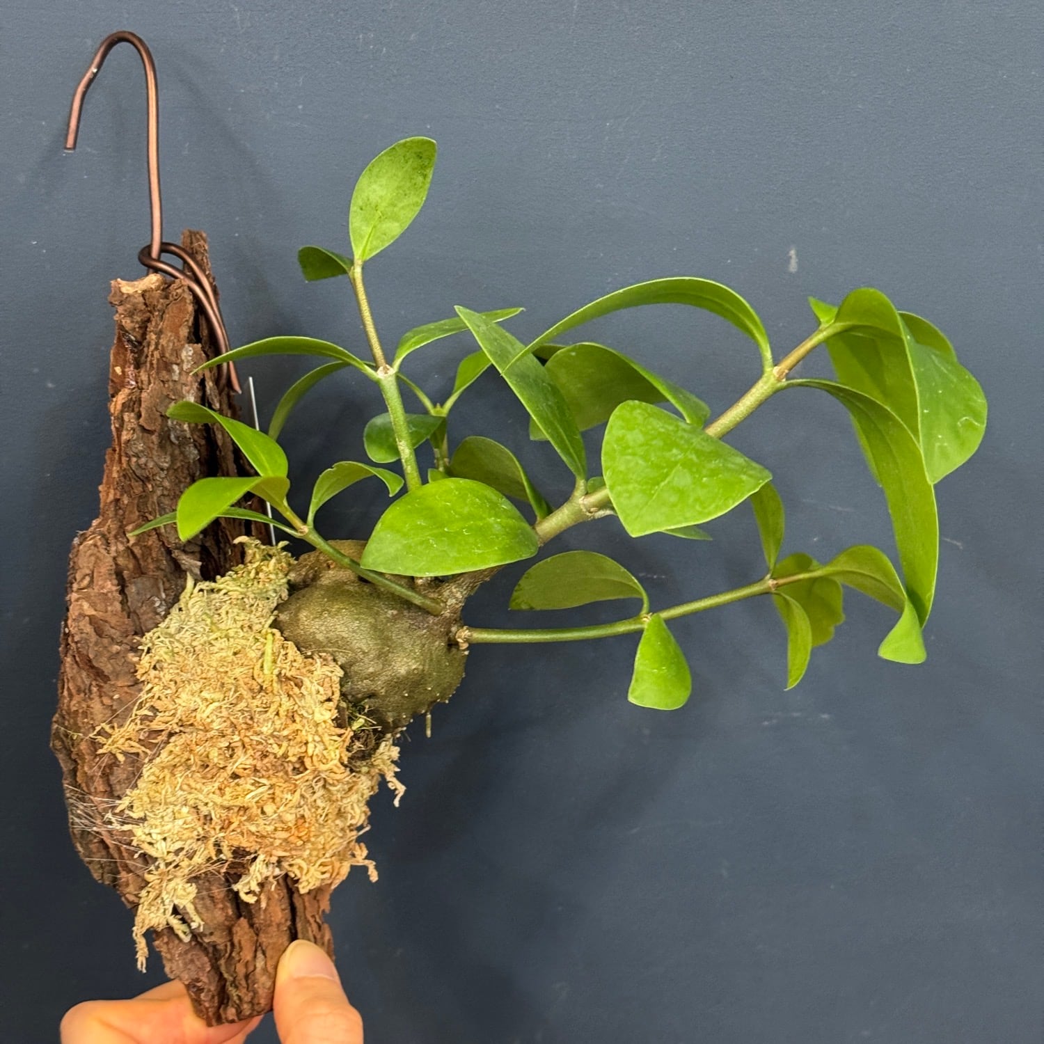 Y's No.3】Hydnophytum moseleyanum CK【ヒドノフィツム モセレヤナム