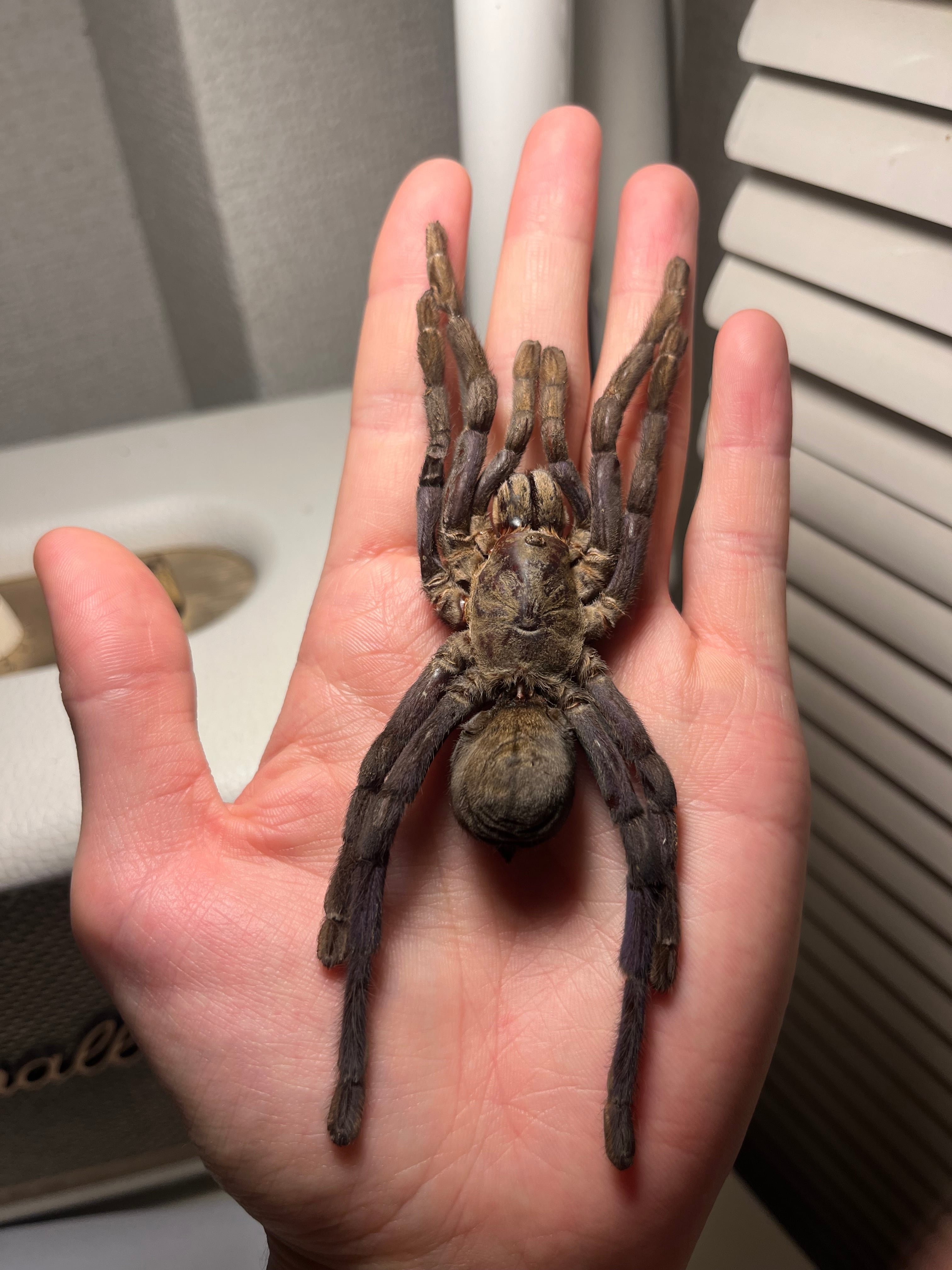 Cyriopagopus | オモニキチュウ