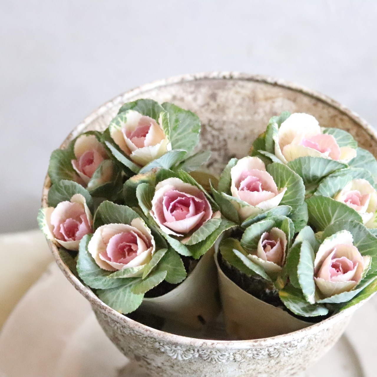 ハボタンセッションスィートベリー　お正月　寄せ植え　縁起のいいもの　可愛いハボタン