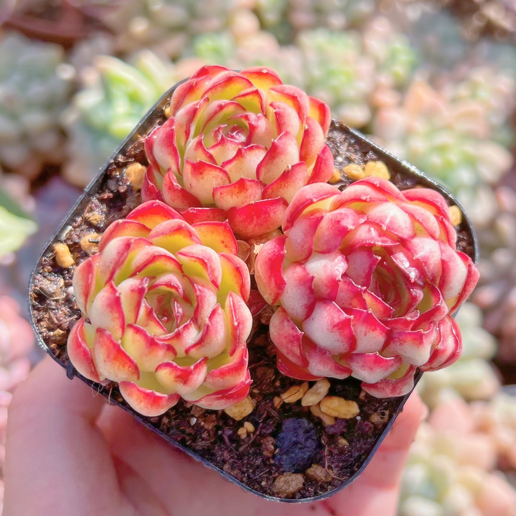 現品　ドリームローズ#894　るる農園