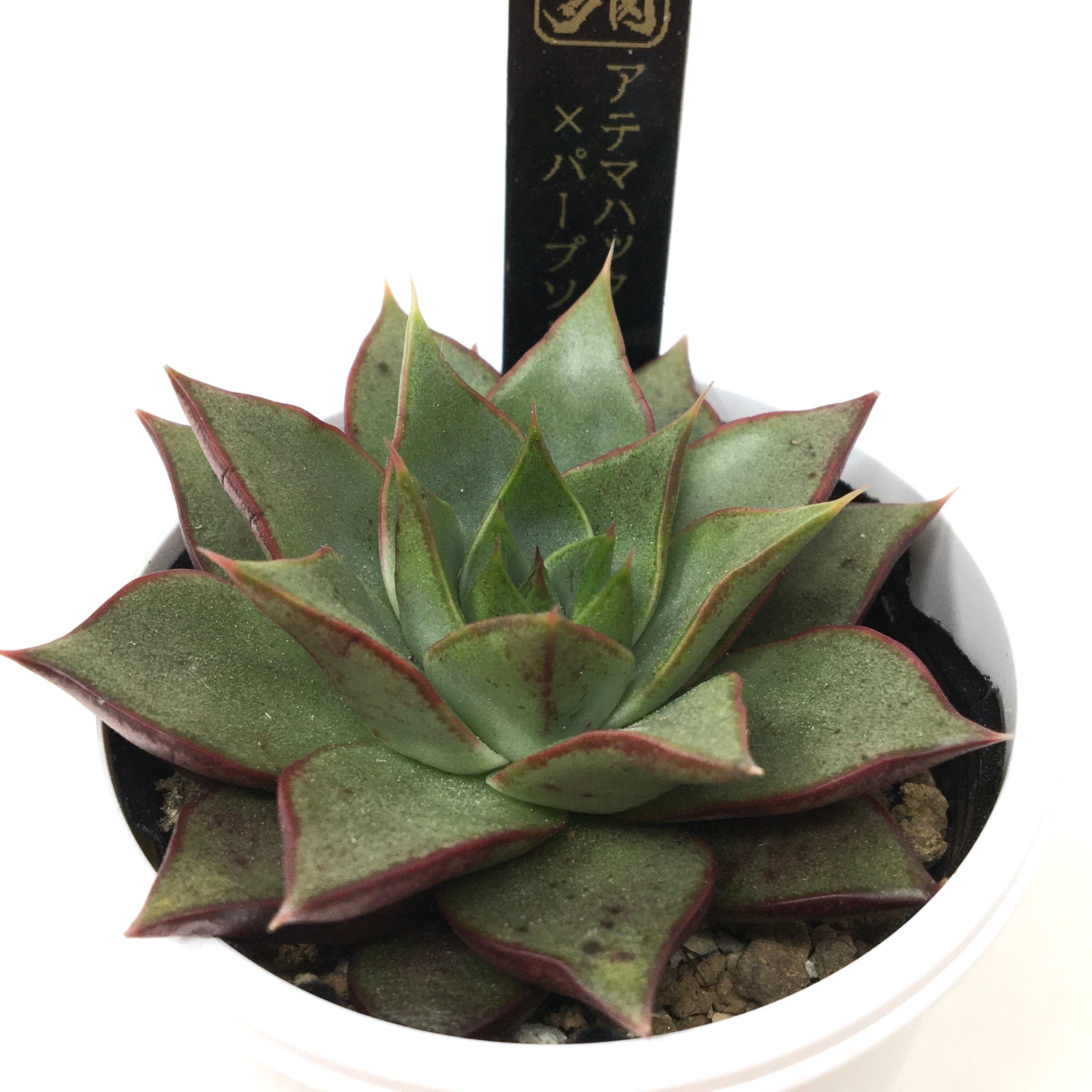 AJ多肉さん苗 エケベリア アテマハック × パープソルム【298】