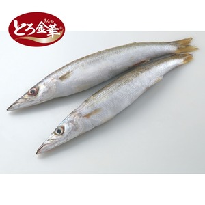 宮城県産 とろ金華かますIQF 200～300g/5kg