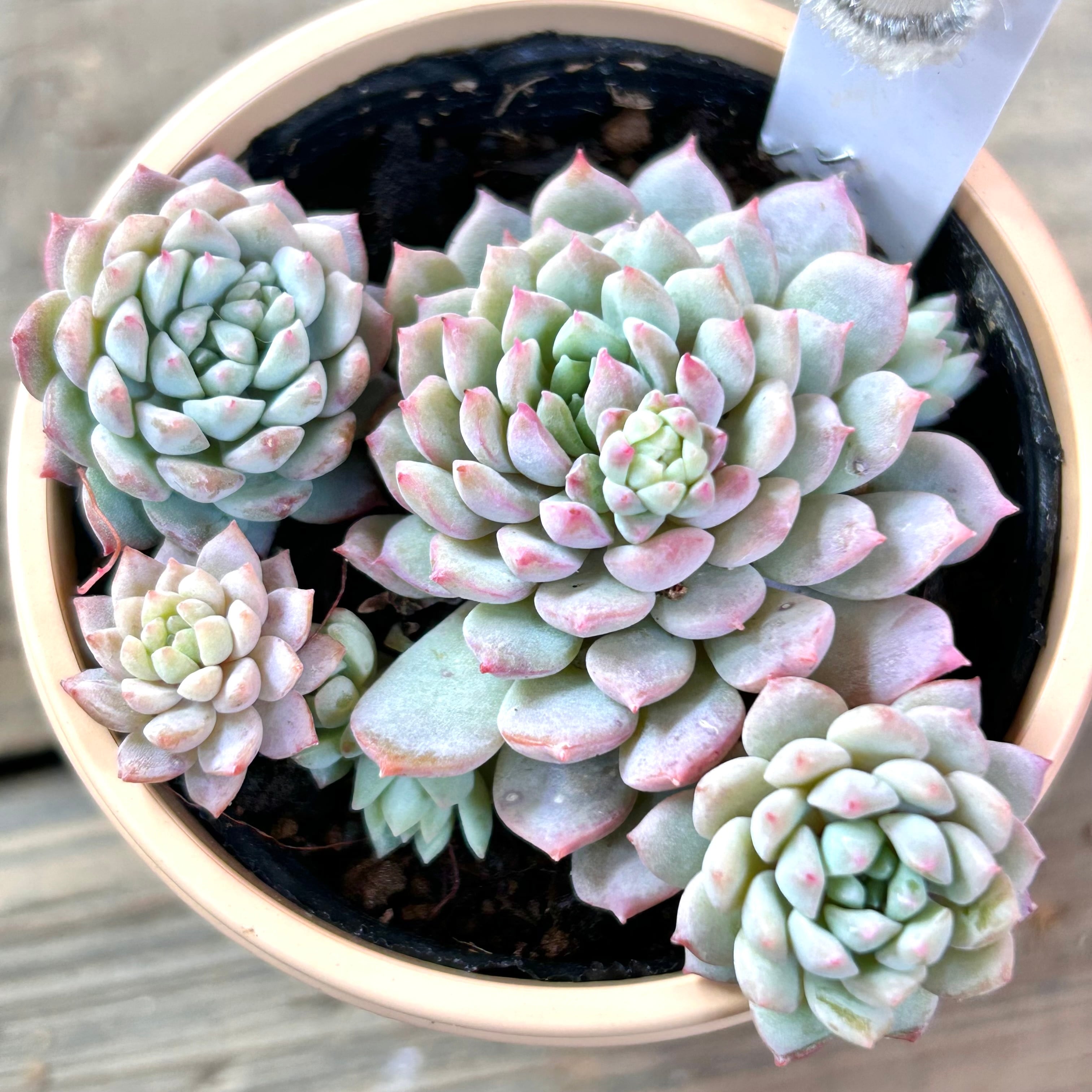 ピンクローサ(いとうぐりーん | RuPo 多肉植物専門店