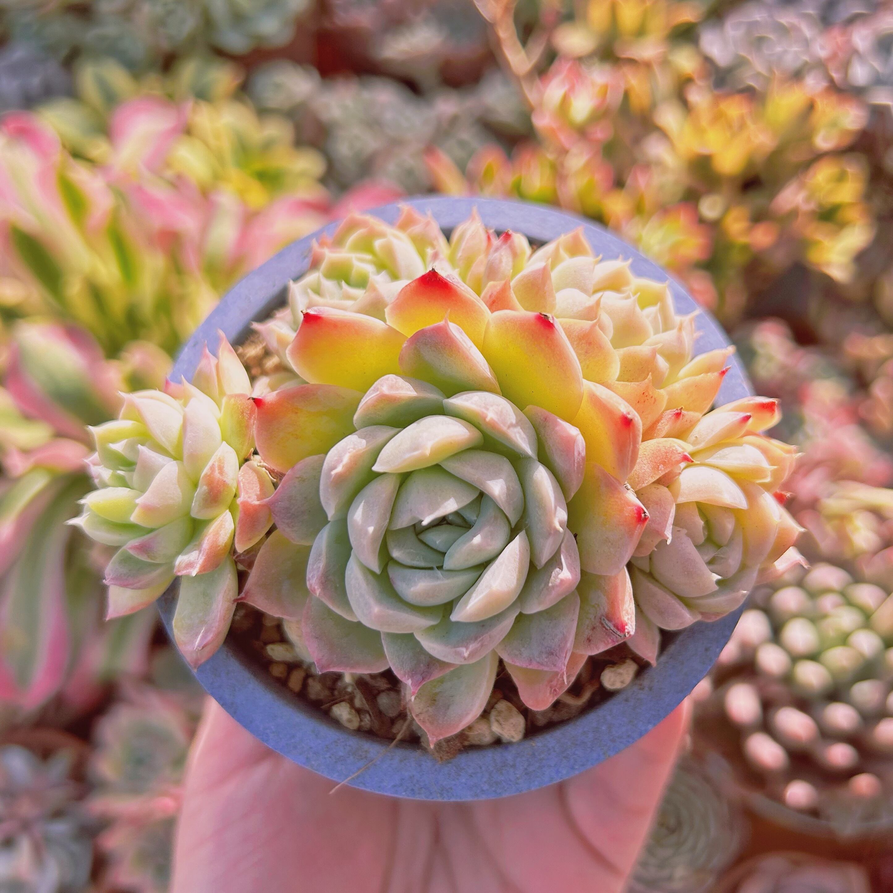 #089現物　多肉植物　Echeveria アデル　大群生　抜き苗