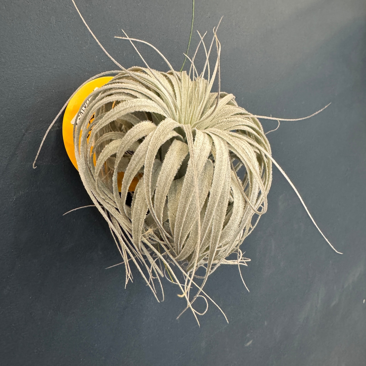 チランジア チャペウエンシス チュリフォルミス【394】