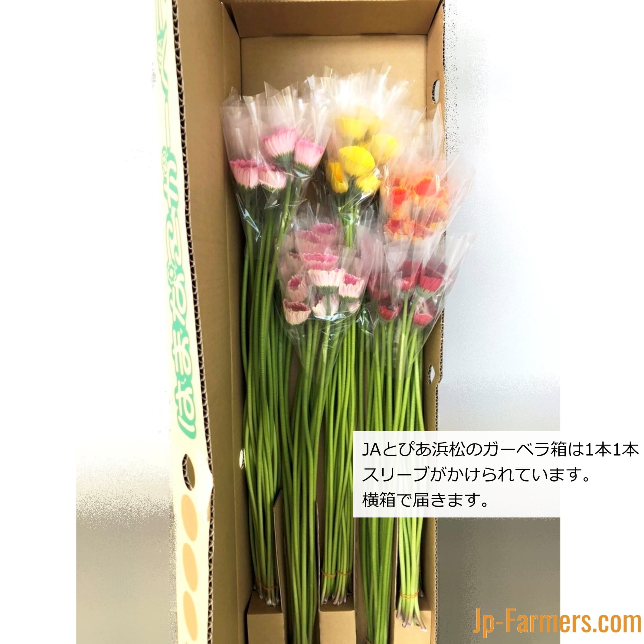 ガーベラ栽培の本丸！ 静岡県JAとぴあ浜松の日持ち抜群『フルーツ