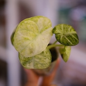 Alocasia Ninja Tricolor│アロカシア ニンジャ トリカラー│観葉植物
