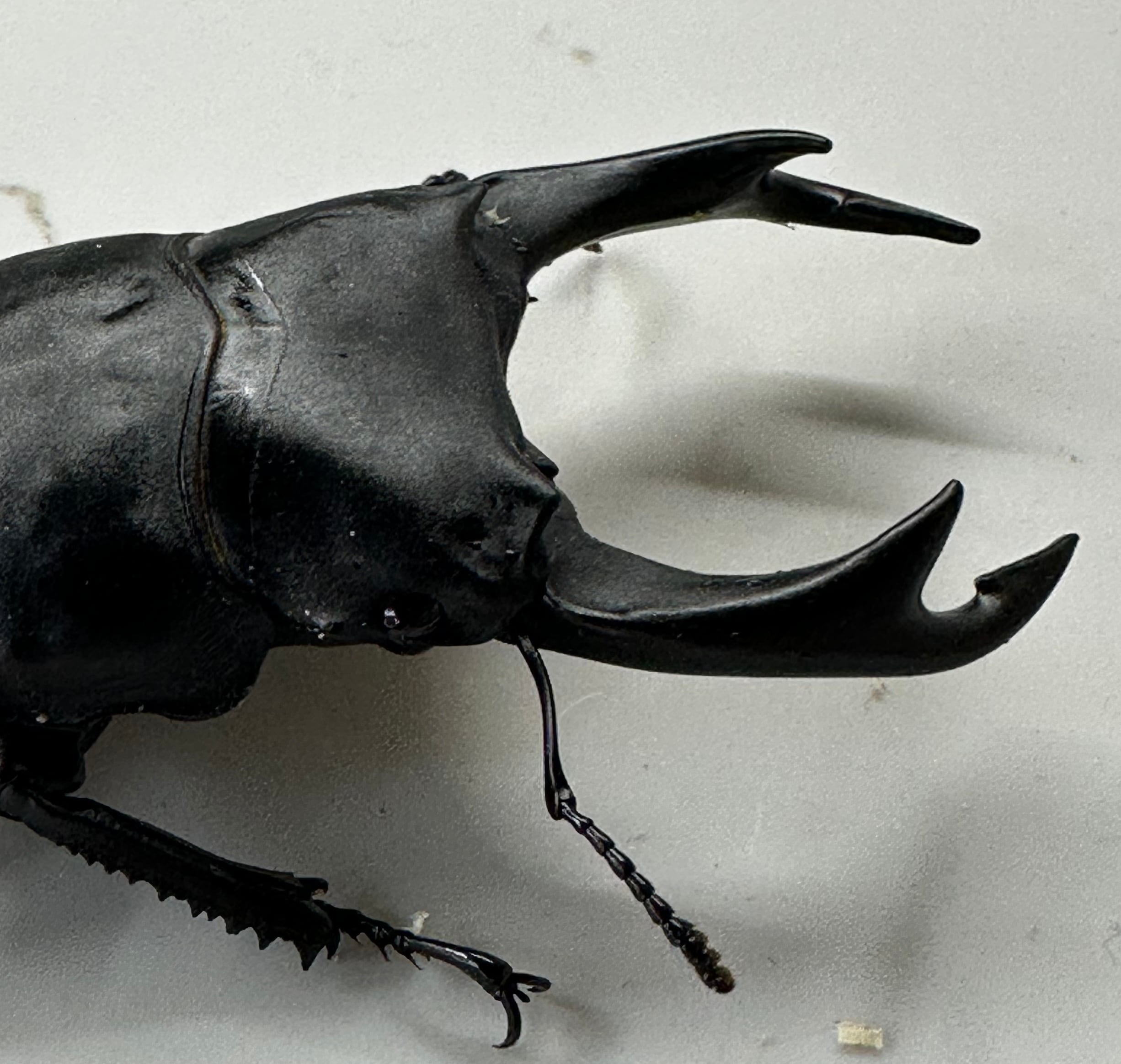 オオクワガタ特大78.6㎜　初令幼虫採集個体 オオクワガタ特大78.6㎜ 初令幼虫採集個体