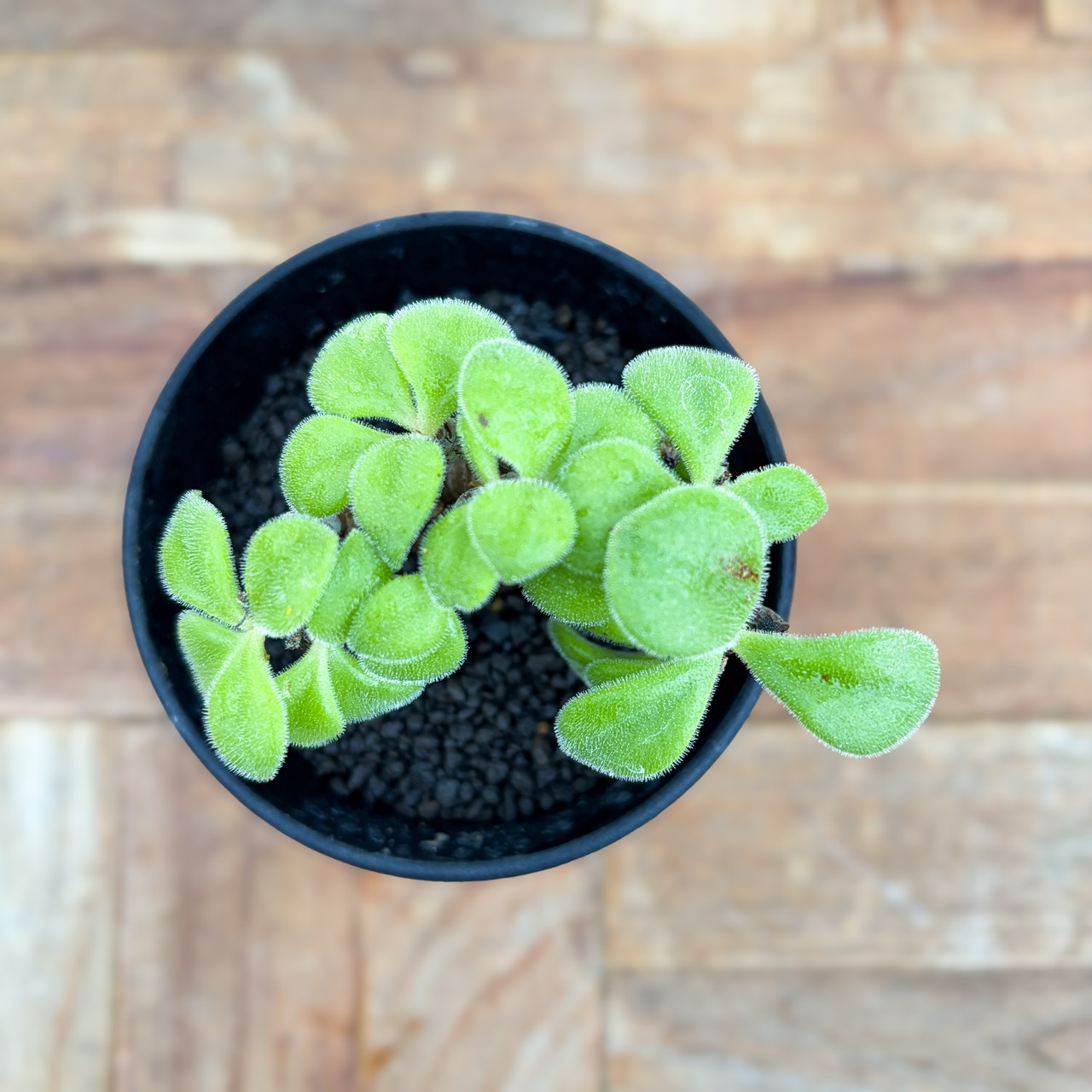 Tylecodon leucothrix【チレコドン・レウコスリクス】