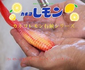 カネヨ石鹸 化粧せっけん レモンせっけん 固形 8個入り