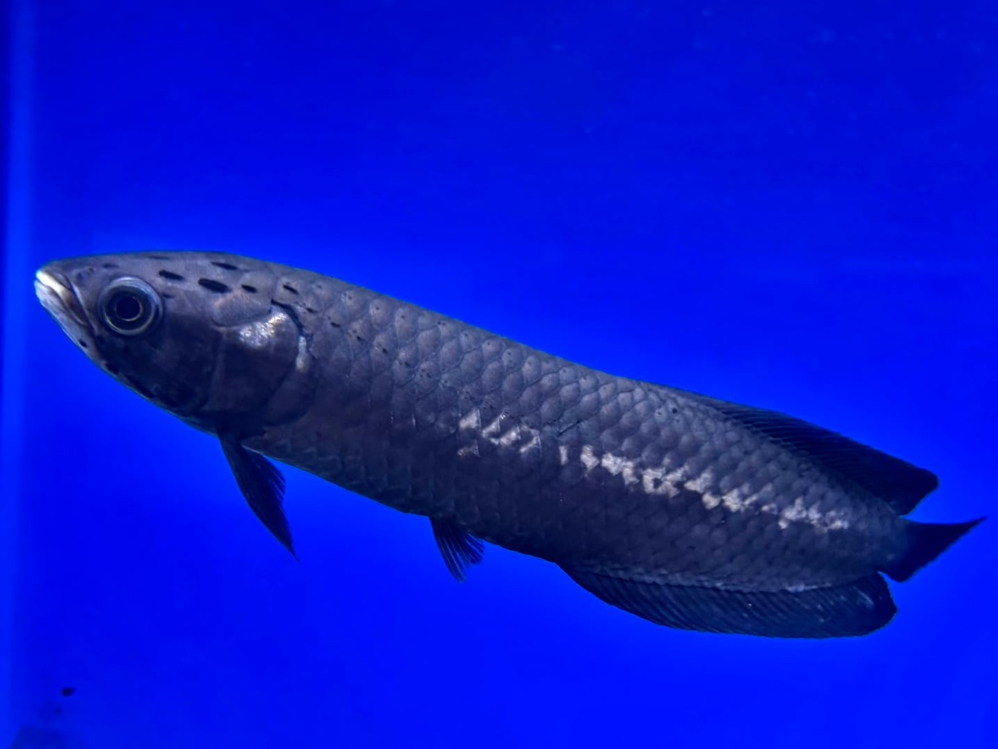直輸入】シンチャドビキール（バタ・デ・ライリ川産)30up⑥37cm