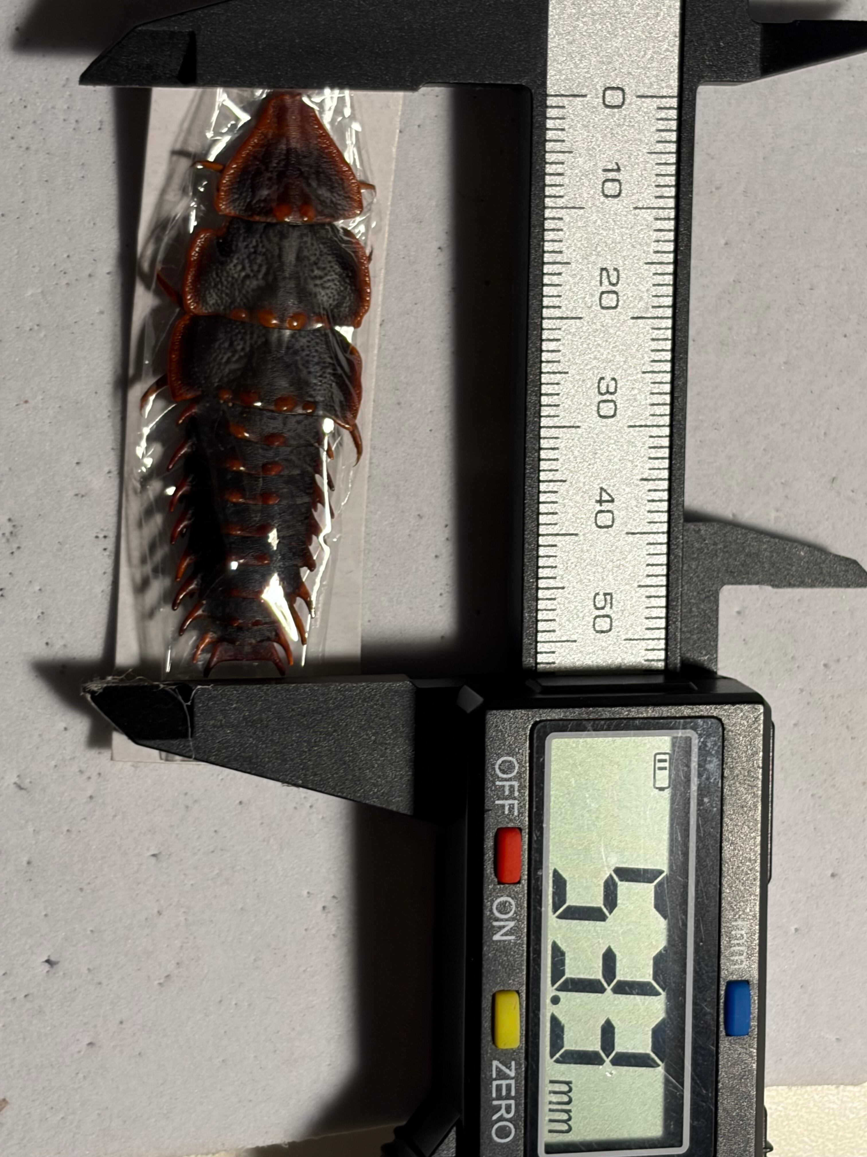 BIG】発色良好なサンヨウベニボタル 標本 ホタル 蛍タランチュラムカデ
