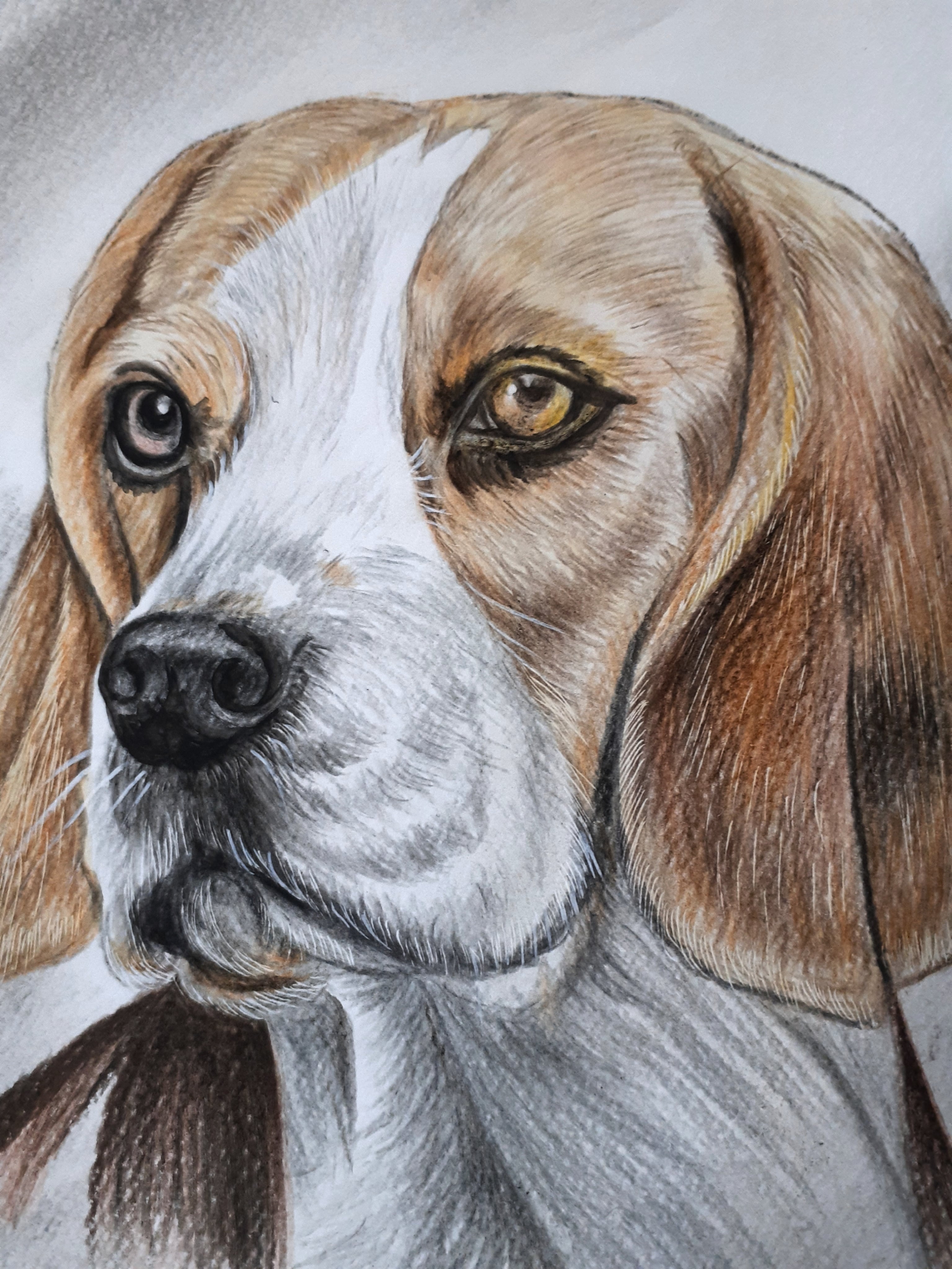 色鉛筆画 ビーグル犬 | 工房 和み