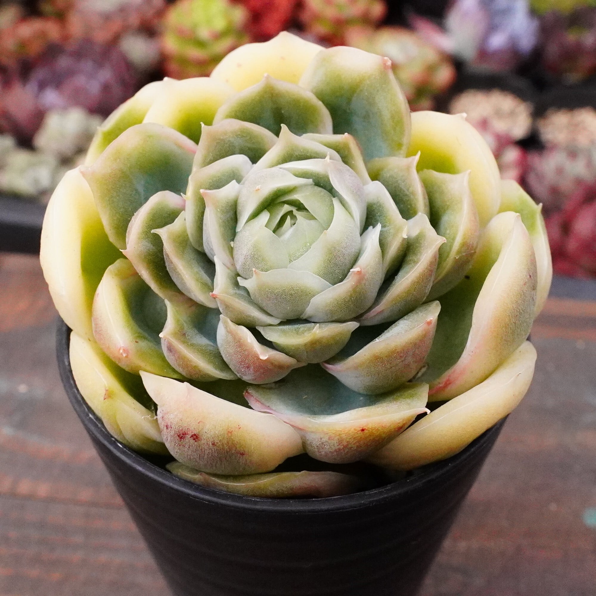 すべての商品 | E-TANIKU