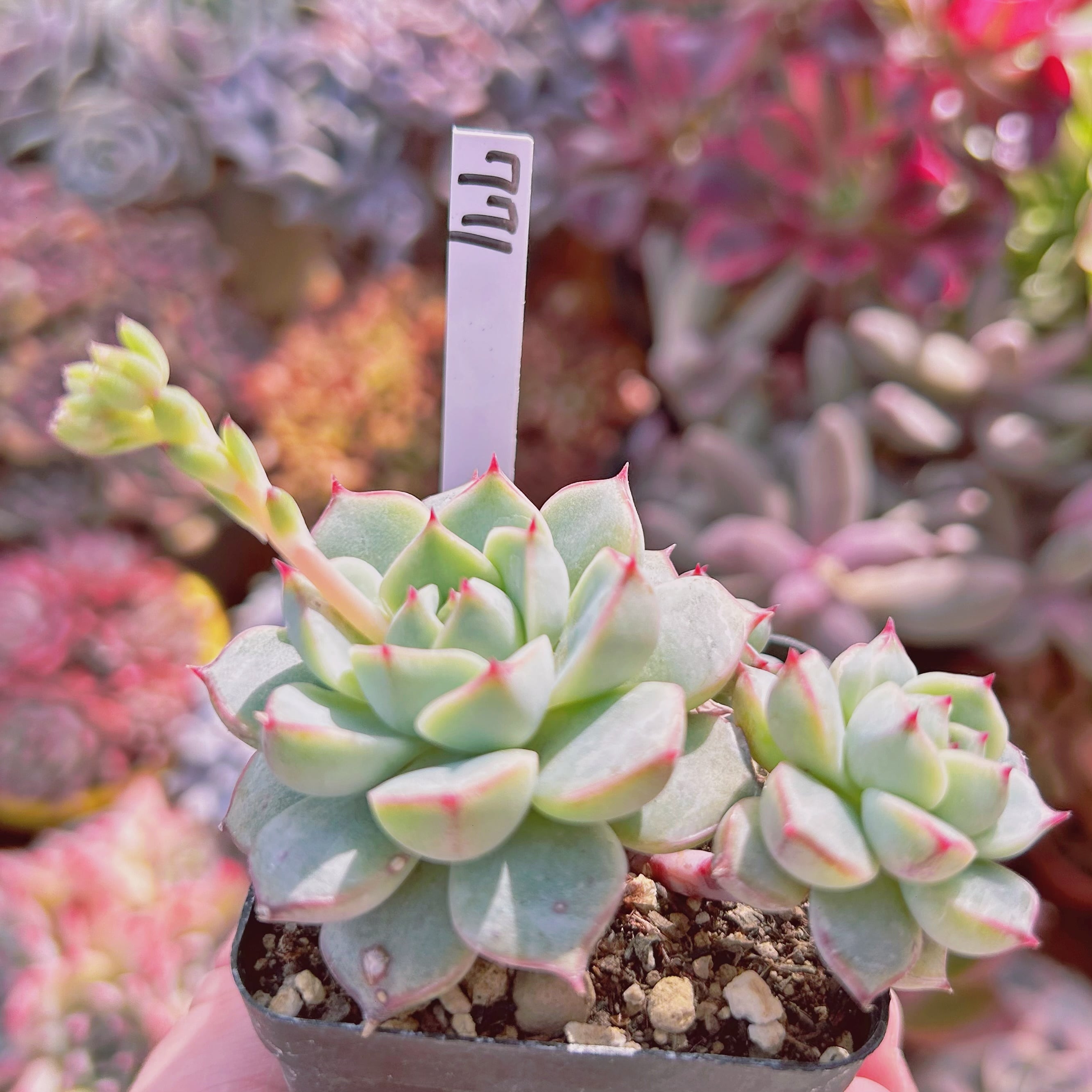 771現物 多肉植物 大和錦xバニラビス 抜き苗 | るる農園~多肉植物専門
