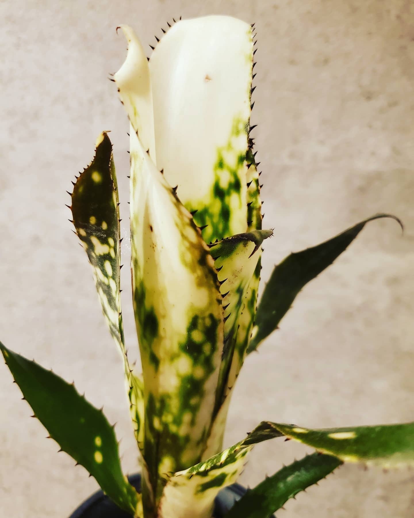Billaergia Kolan Spot The Dot【artPLANTs】ビルベルギア