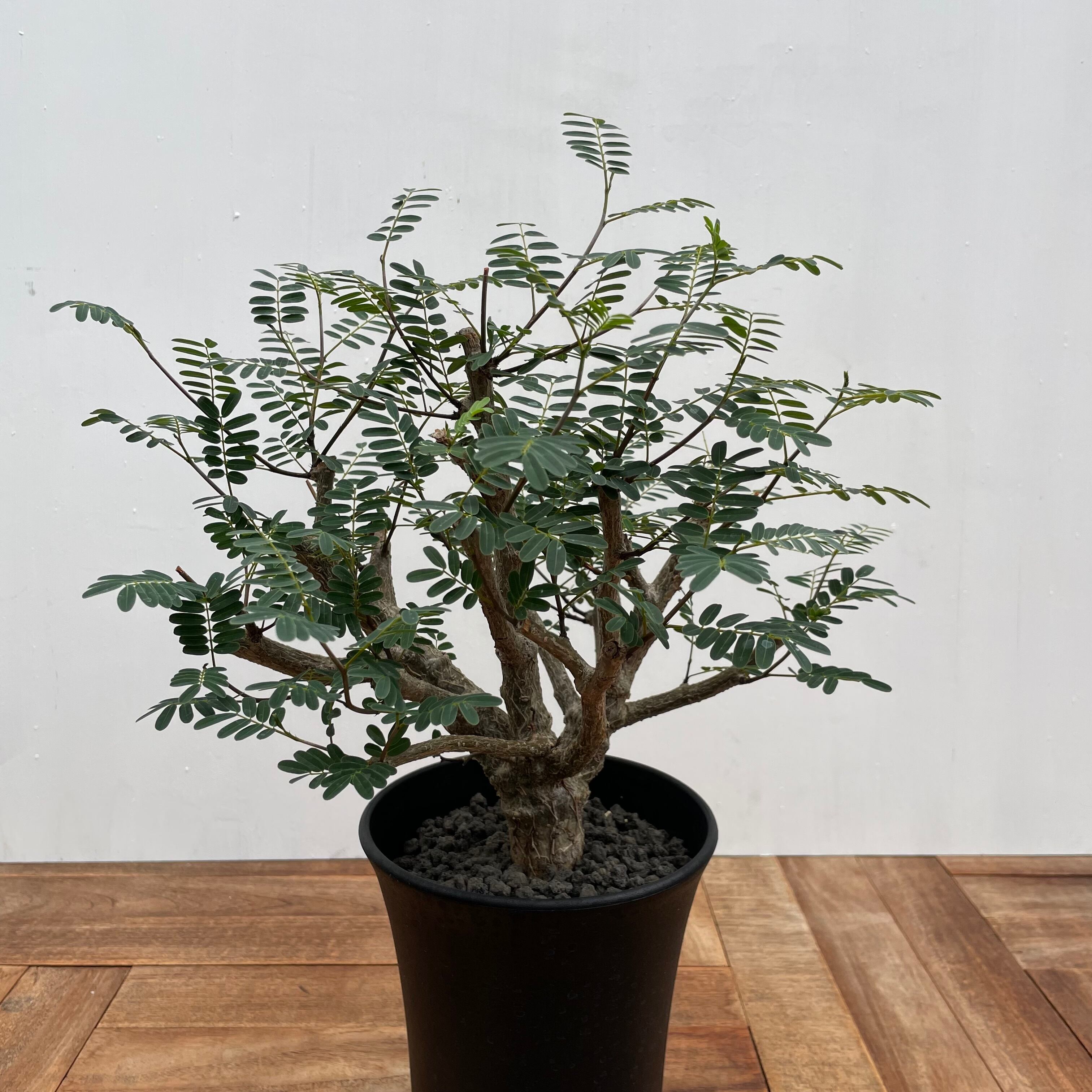 センナ メリディオナリス Senna meridionalis 大株　低重心 センナ メリディオナリス Senna meridionalis | mana's farm:塊