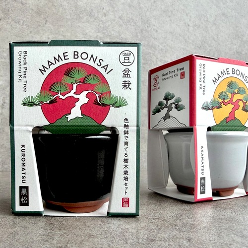 豆盆栽 栽培セット