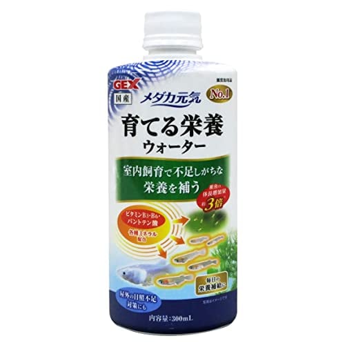卵生メダカ Aphyosemion mimbon GEGVPO 2018/17 1ペア