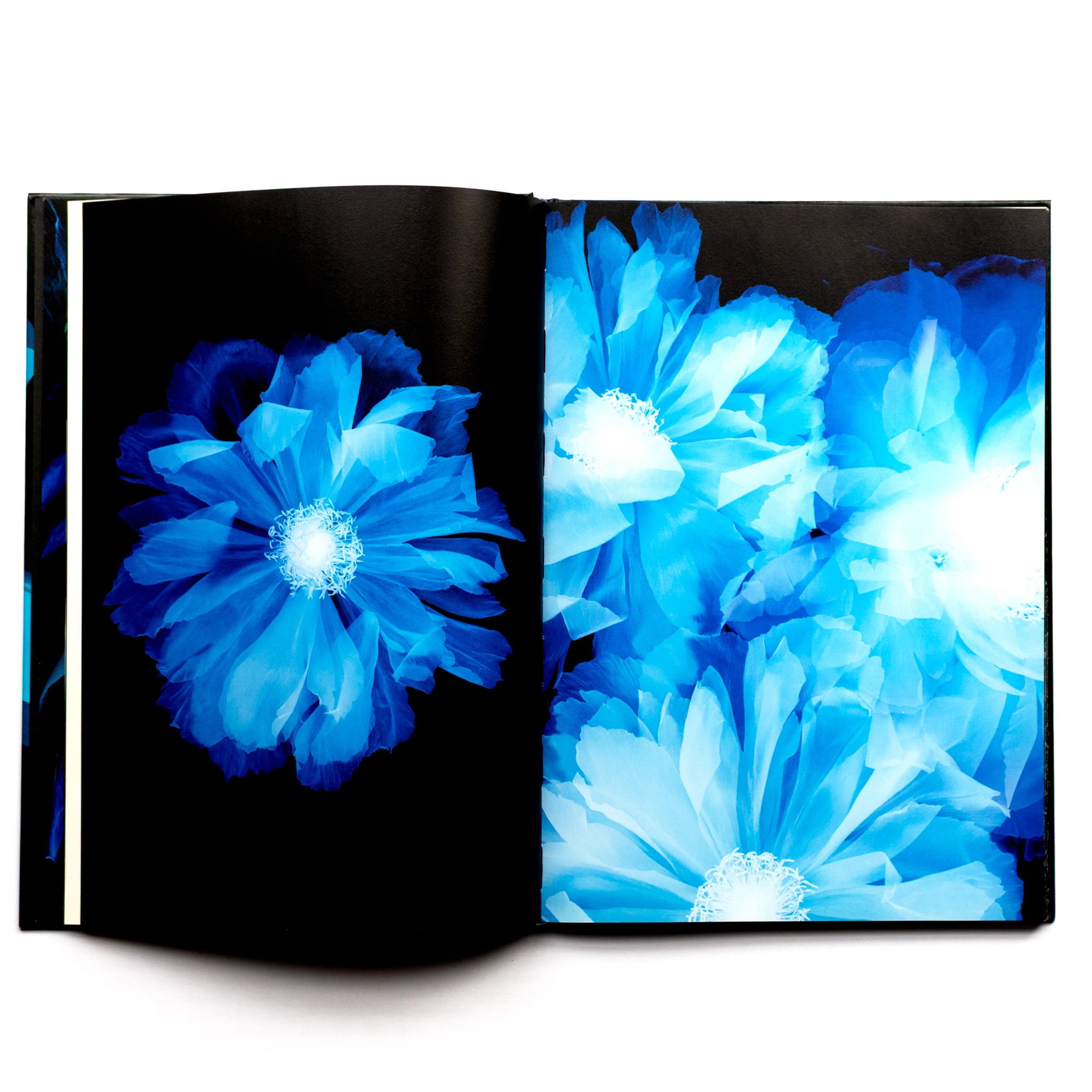 西村陽一郎写真集「青い花」 | みんなのギャラリー｜Minnano Gallery