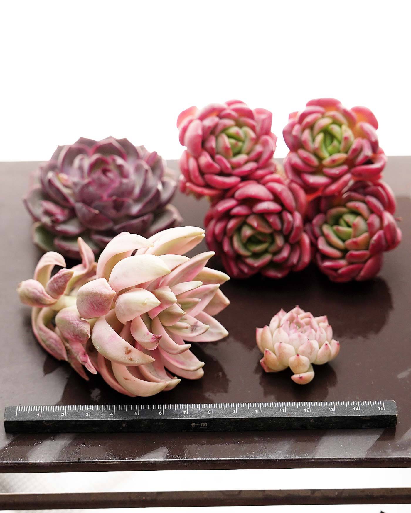 セットA おいしい多肉 4種】プリン錦／チーズブルーベリー／ファンタ