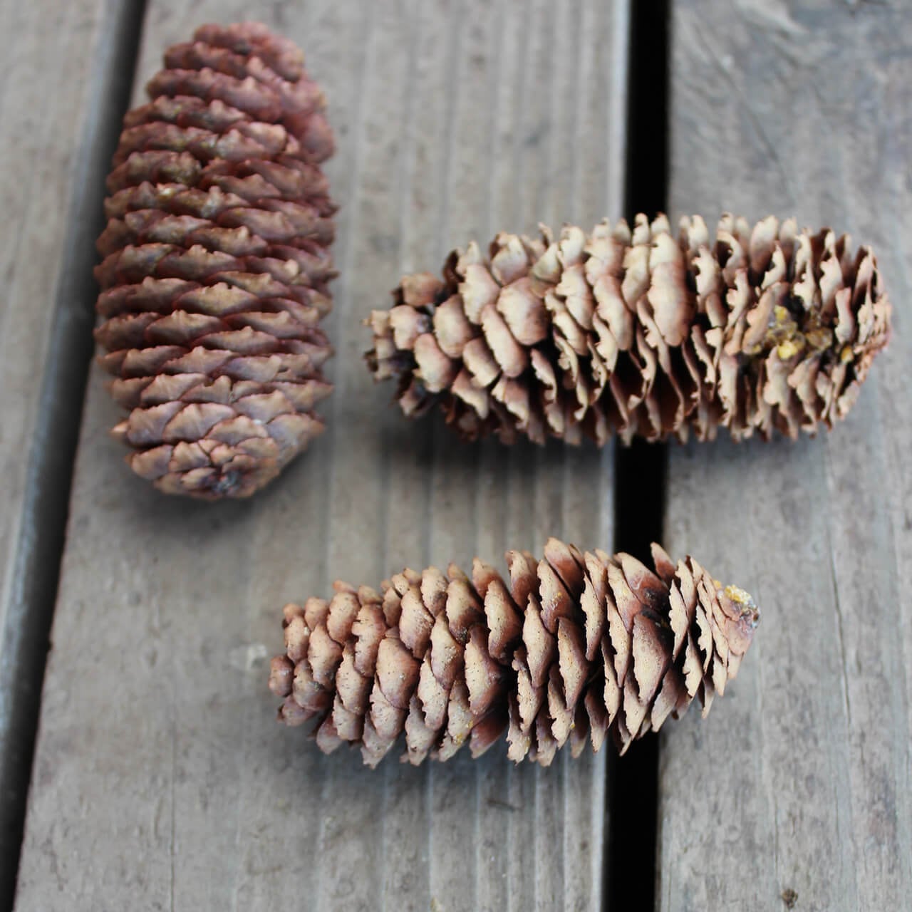 ドライフラワー アカエゾマツ / 北海道産 まつぼっくり マツボックリ