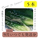 【9月いつでも発送】看板生とうもろこし5本