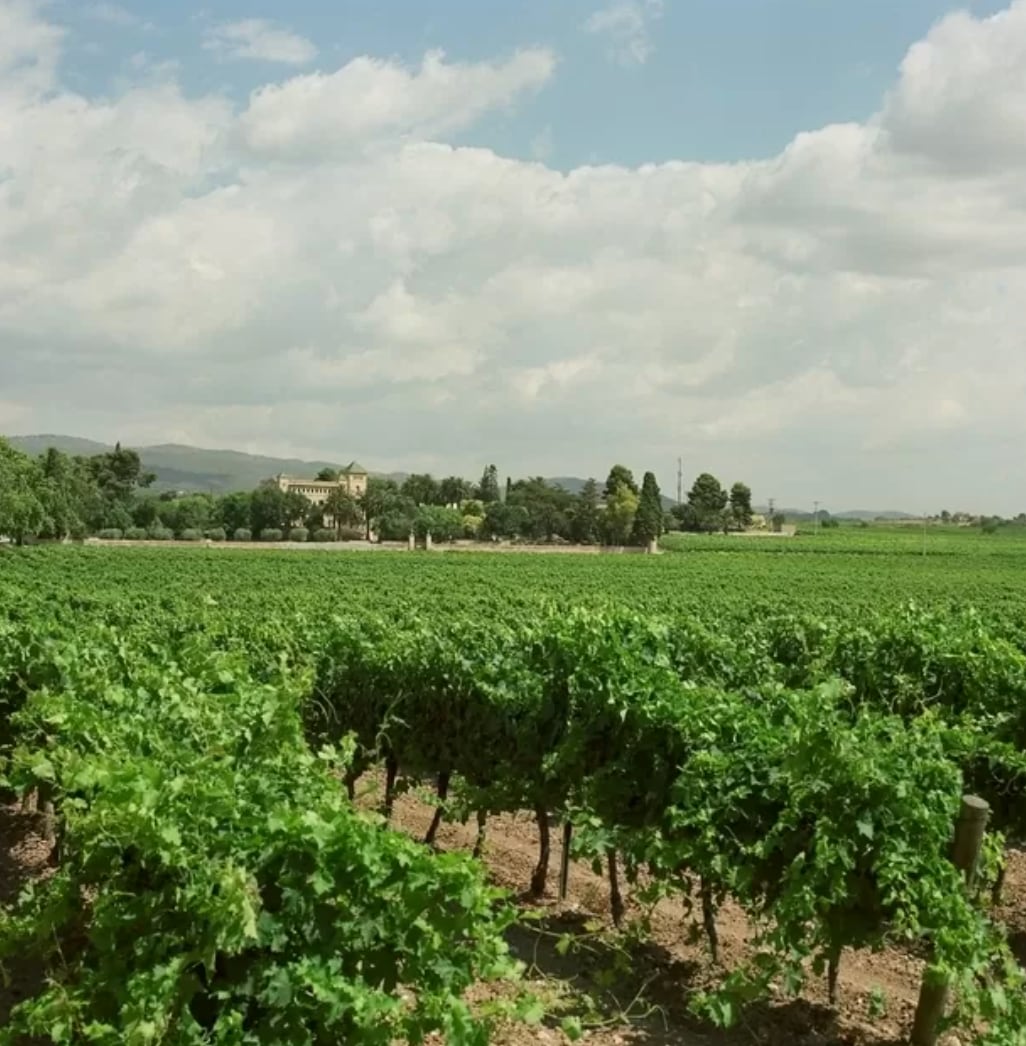 【サバルデス】 カバ・ブリュット・ナチュレ・グラン・リゼルヴァ 2020