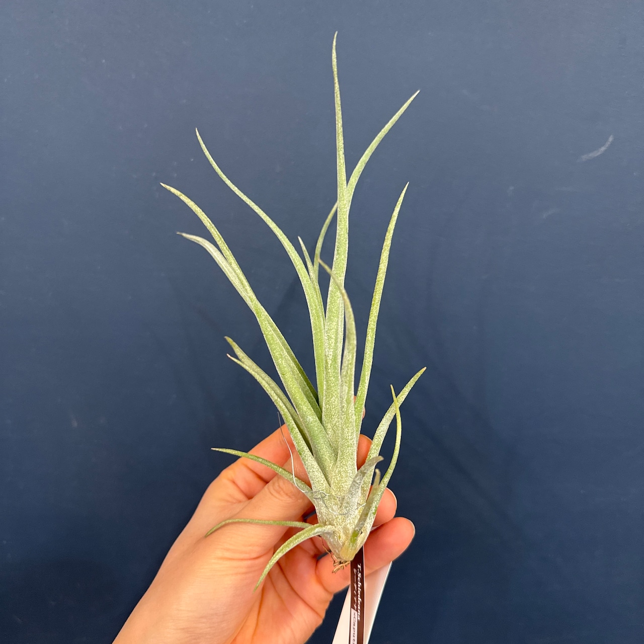 チランジア シーディアナxカプトメデューサ ハイブリッド【604】