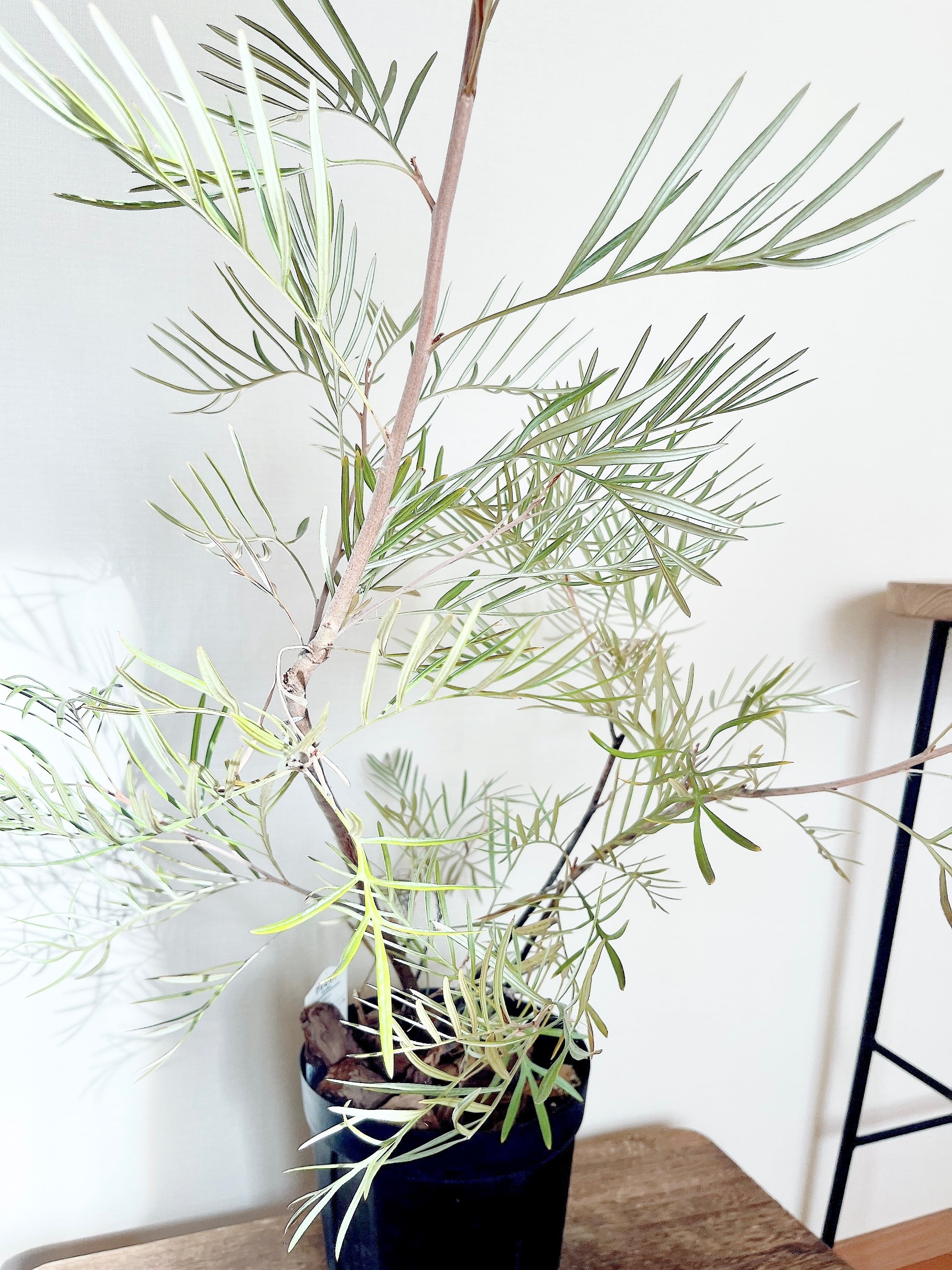 花芽付き✨耐寒強 グレビレア カランドラジェム オージープランツ 観葉