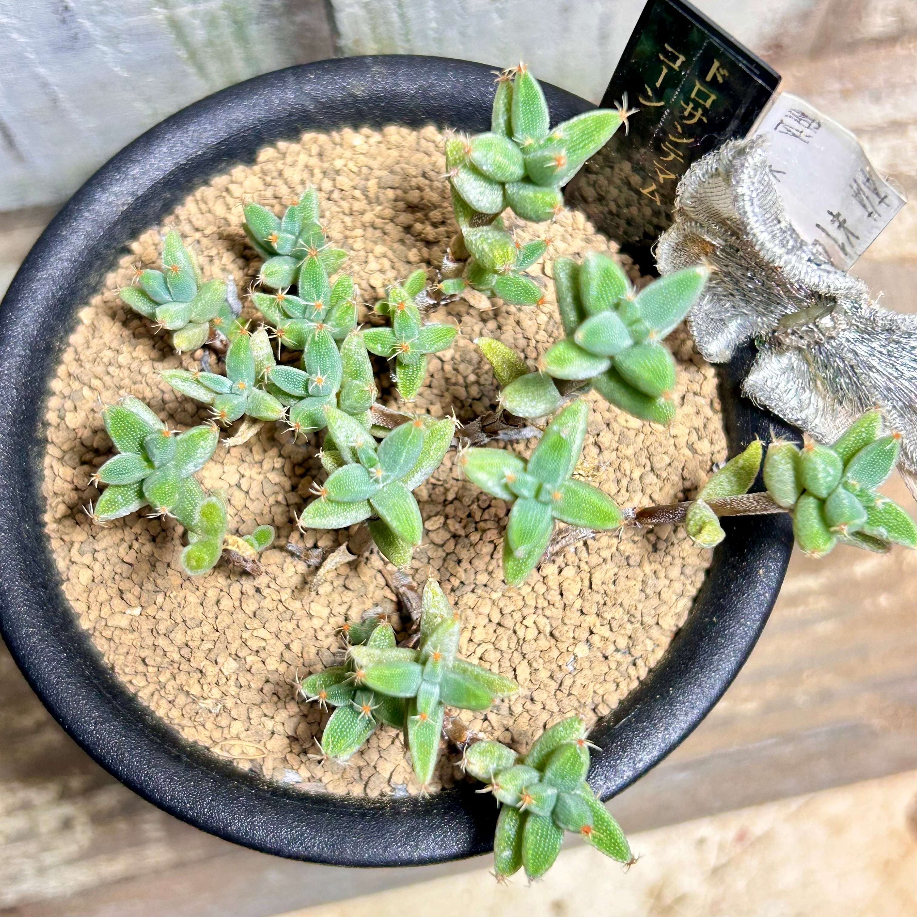 ドロサンテマム | RuPo 多肉植物専門店