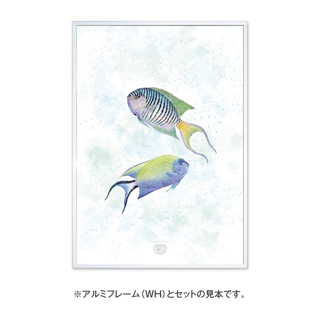 【海のいきものアートポスター／魚】ヤイトヤッコ