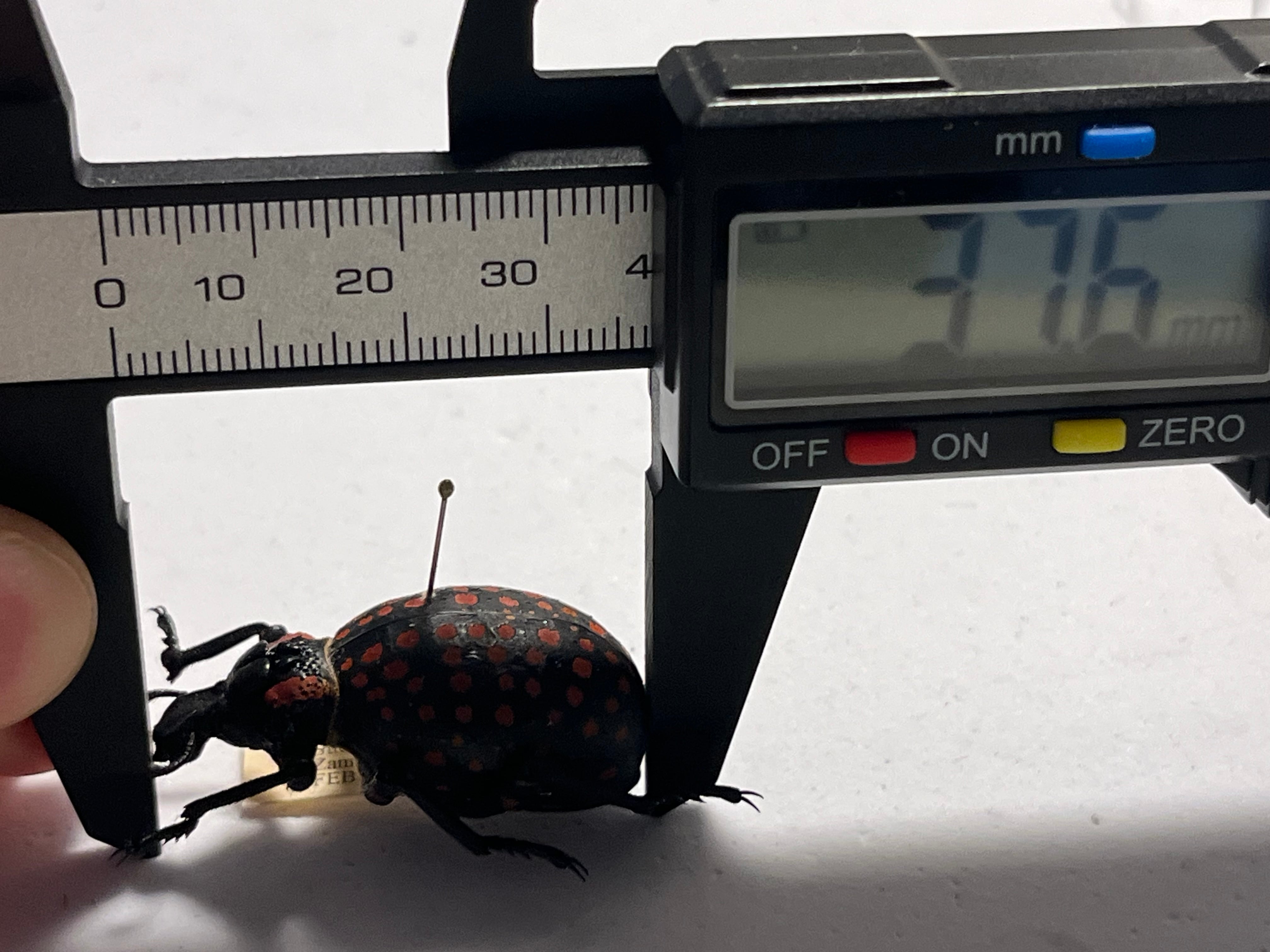 37mm】ベニモンオオタマゾウムシ 標本 Brachycerus apterus タマムシ
