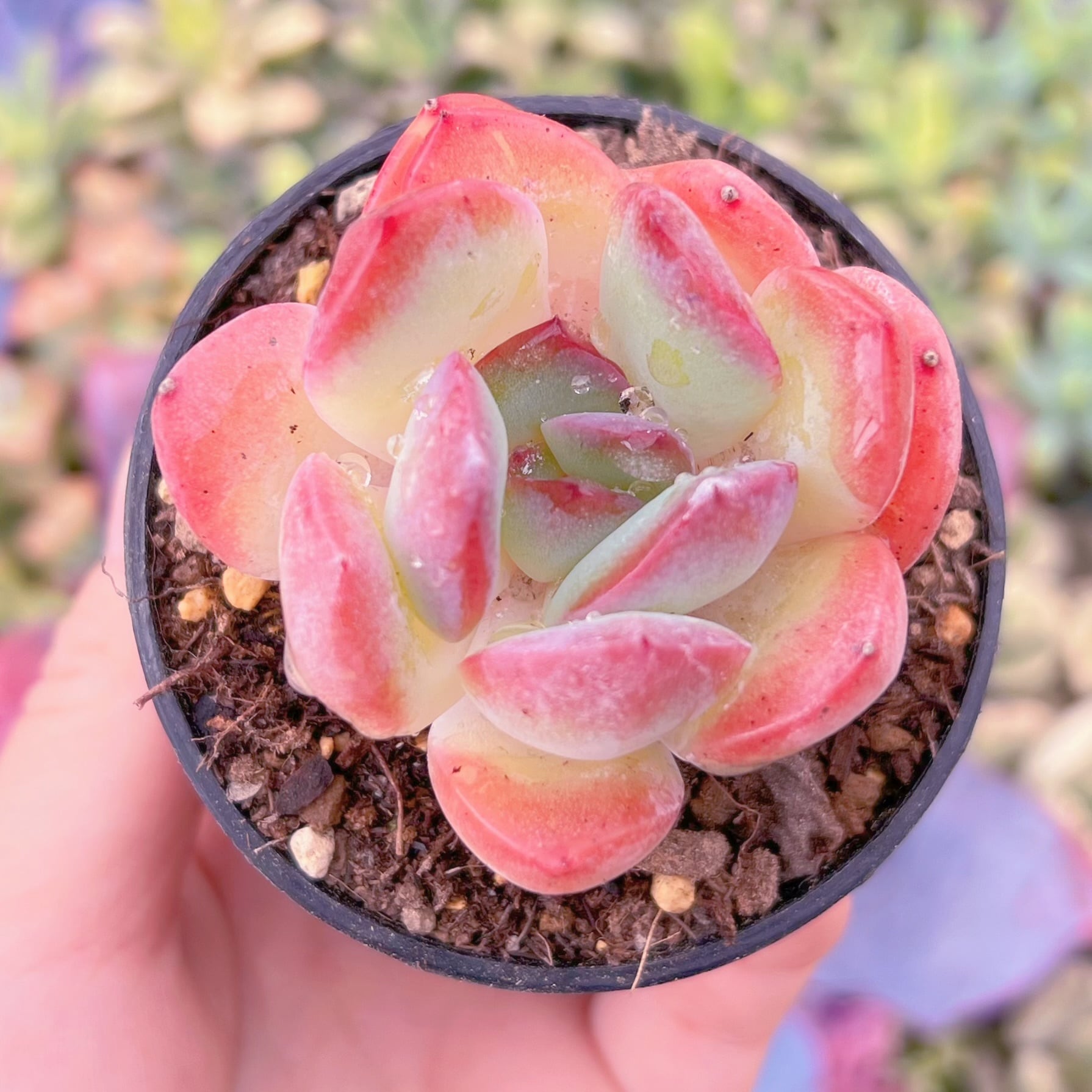 現品　桜フラペチーノ#602　るる農園