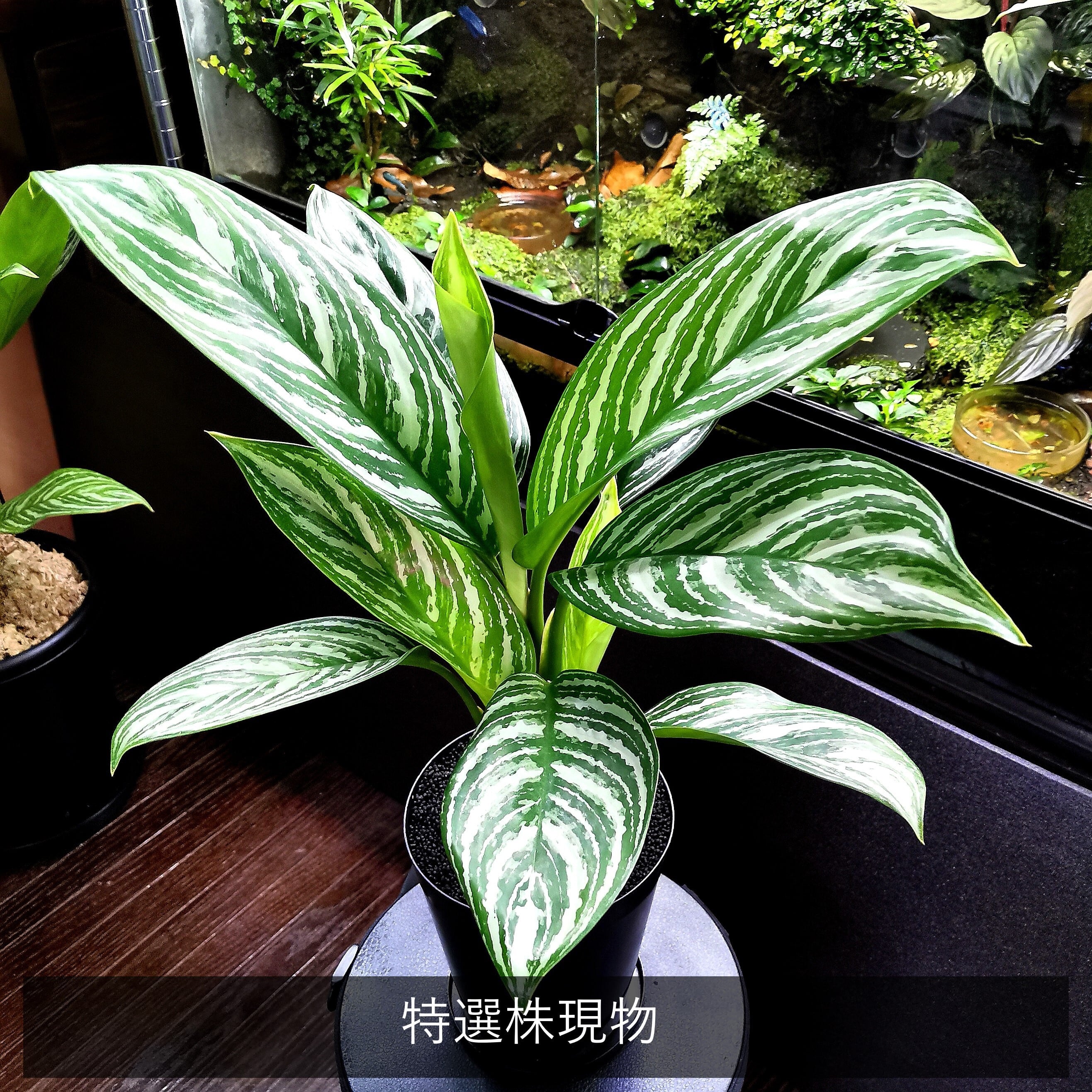 一番の アグラオネマ カーティシー Www Anavara Com 一番の アグラオネマ カーティシー Www Anavara Com