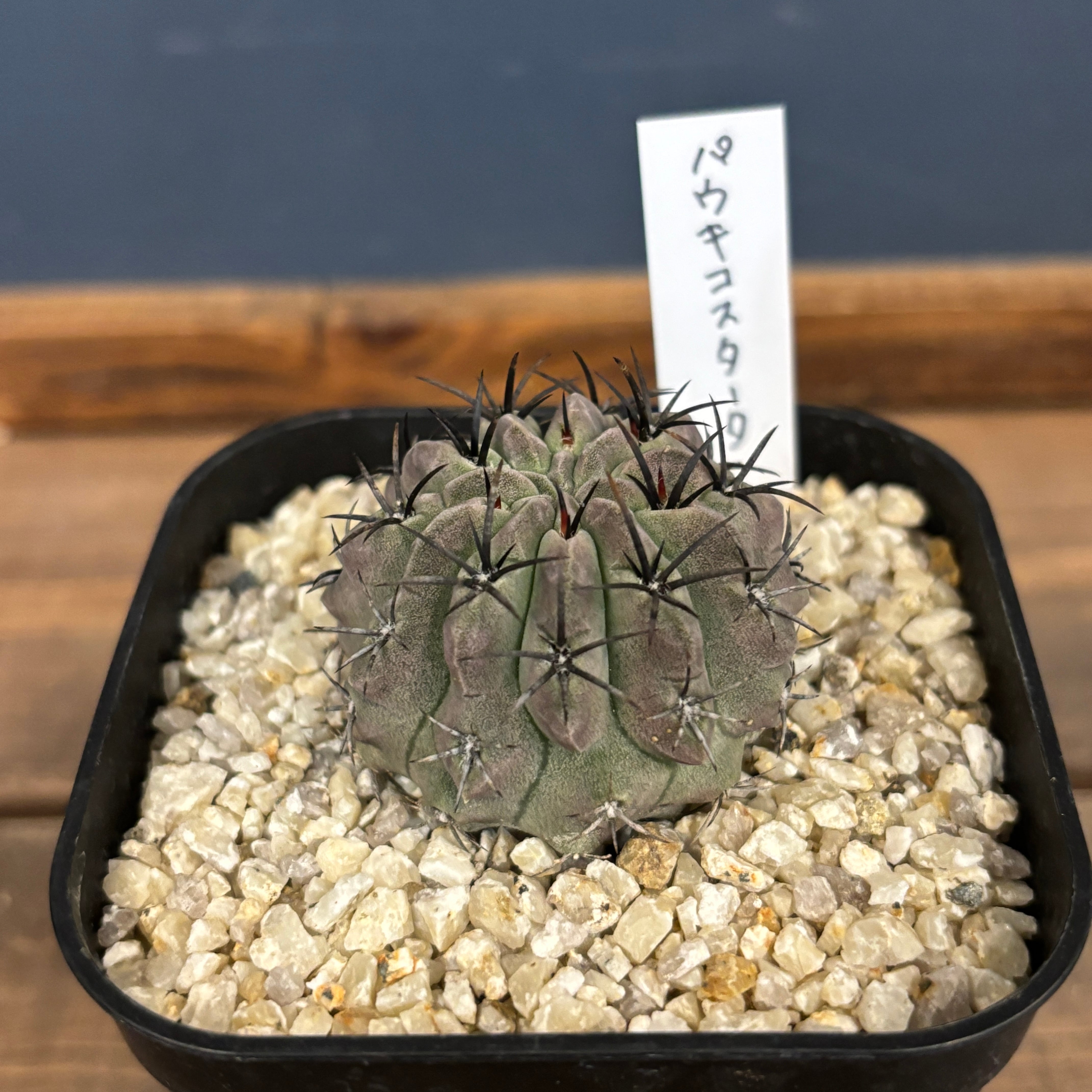 サボテン ネオポルテリア パウキコスタータ【1099】