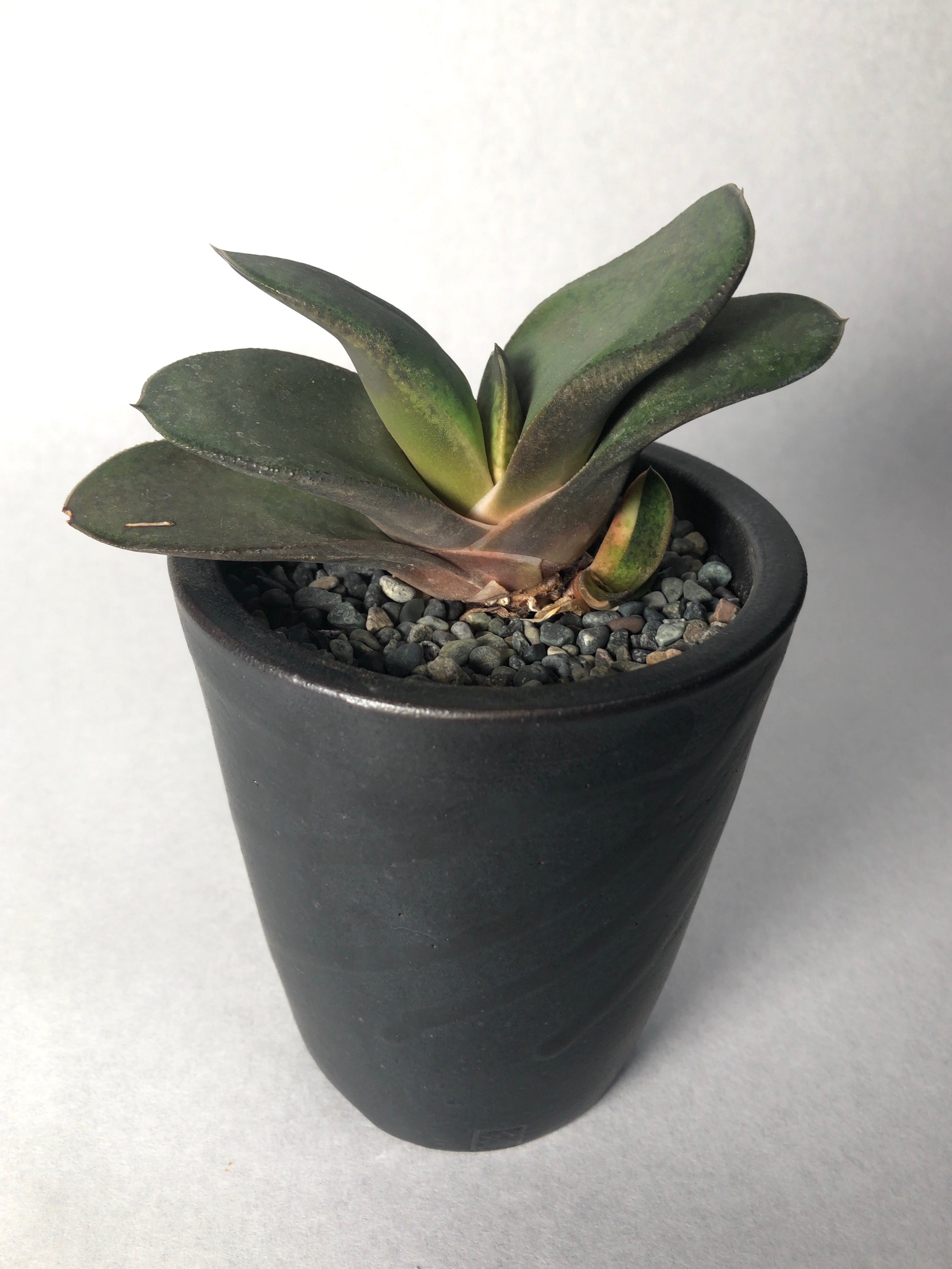 アガベ・パラサナ【ミートクロウ】 | trigger