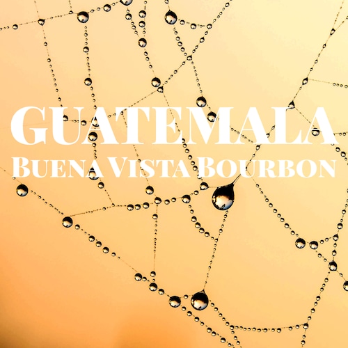グアテマラ　ブエナヴィスタ　ブルボン /　GUATEMALA BuenaVista Bourbon　【150g】【中煎り】