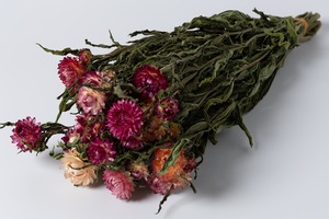 ヘリクサリム　ピンク・レッド系