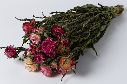 ヘリクサリム　ピンク・レッド系