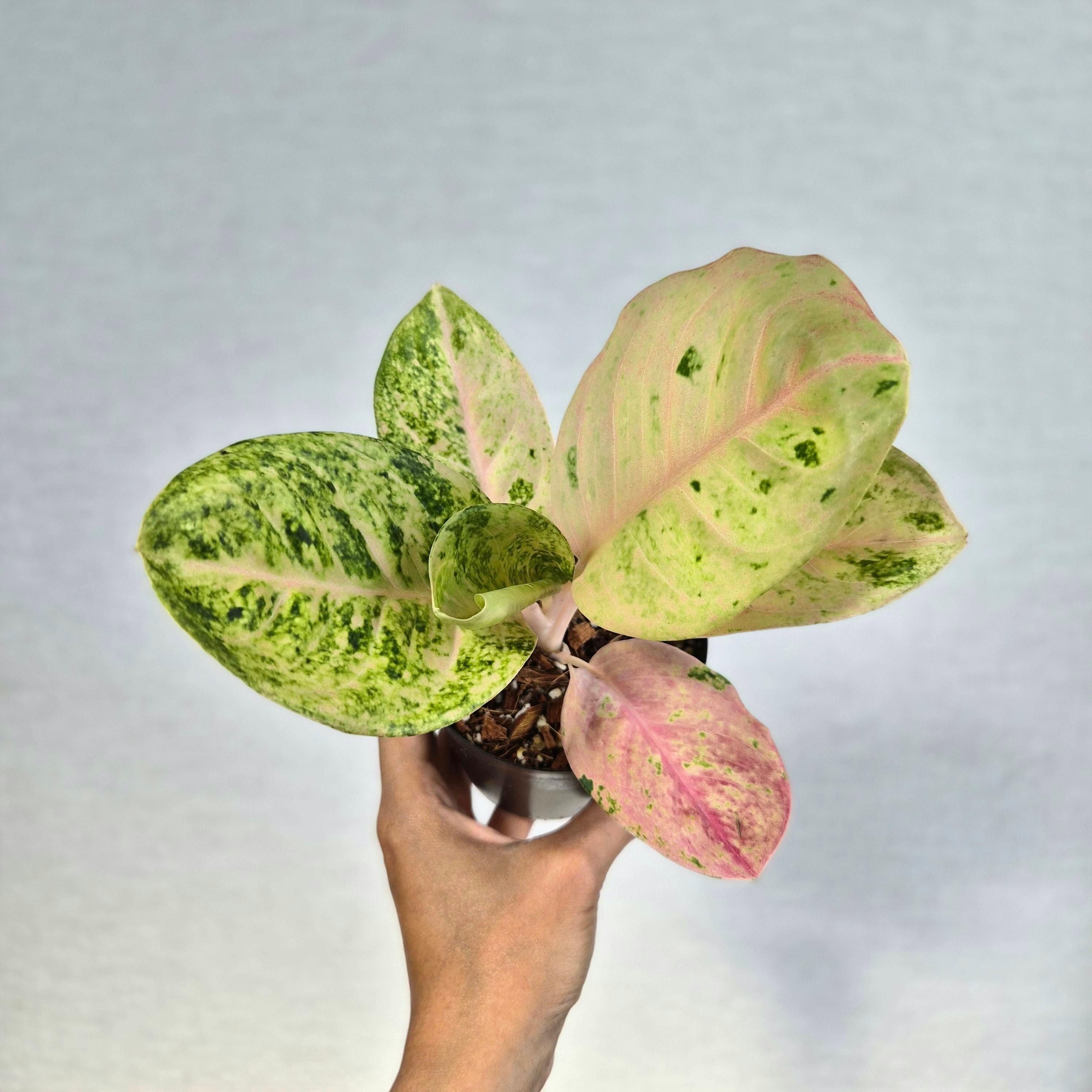 ③《Aglaonema Kamlai Thong》アグラオネマ カムライトーン 観葉植物 / レッドリーフ/ポット発送